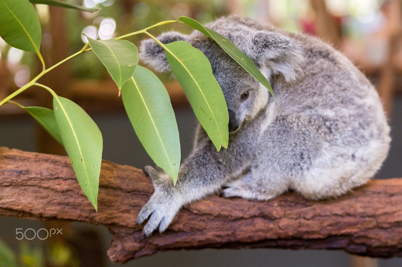 Sigma 70-300mm F4-5.6 APO DG Macro sample photo. Koala hiding photography