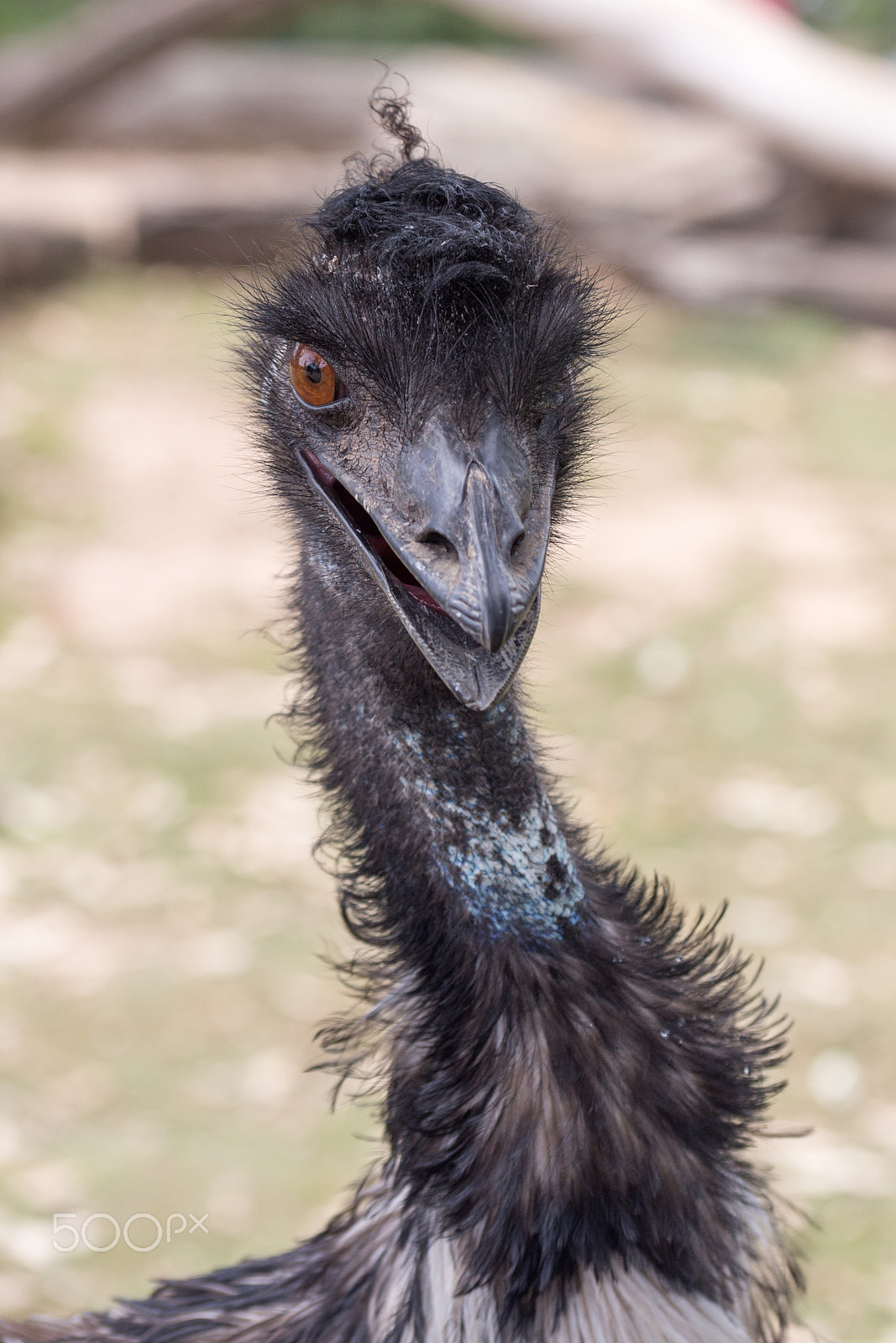 Sigma 70-300mm F4-5.6 APO DG Macro sample photo. Img photography