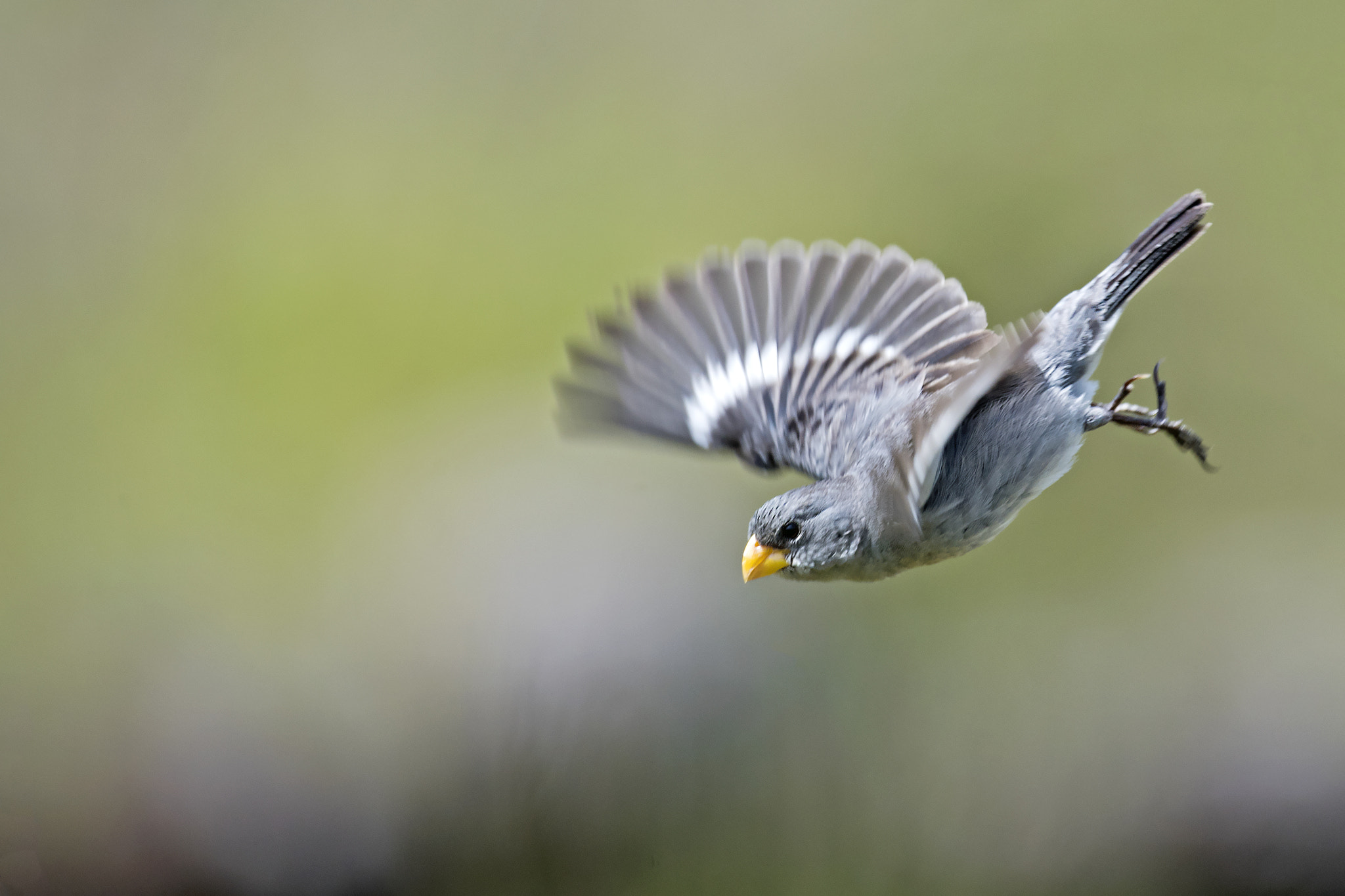 Nikon AF-S Nikkor 800mm F5.6E FL ED VR sample photo. Tropeiro seedeater photography
