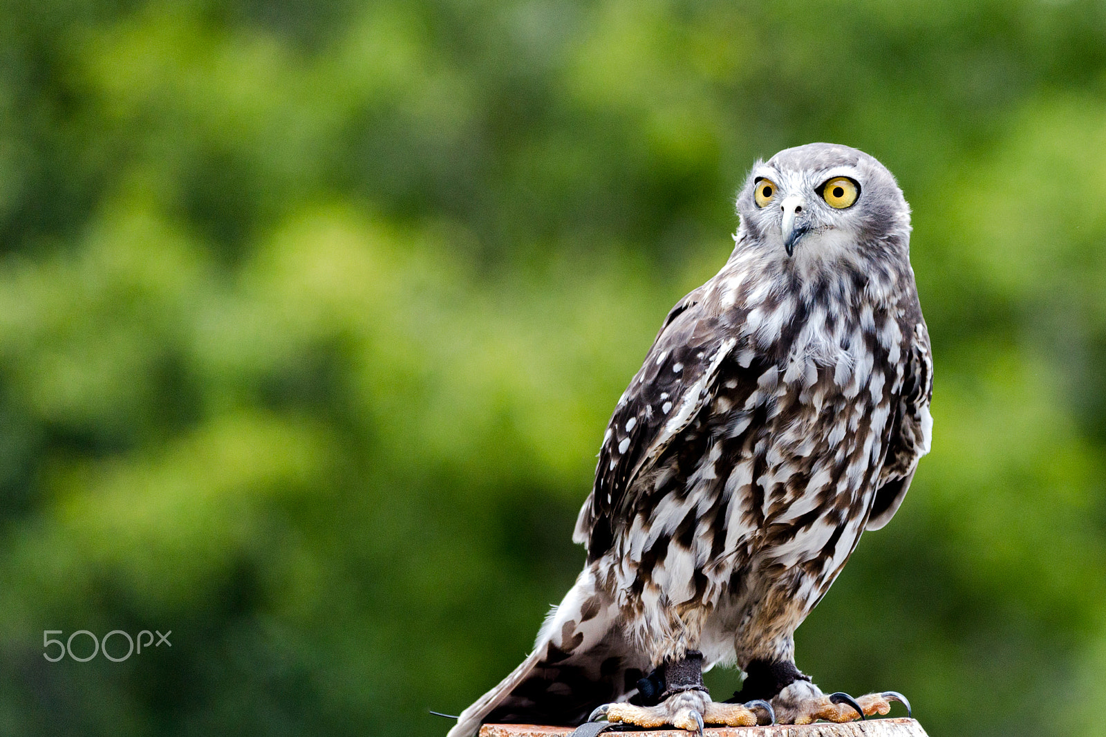 Sigma 70-300mm F4-5.6 APO DG Macro sample photo. Barking owl photography