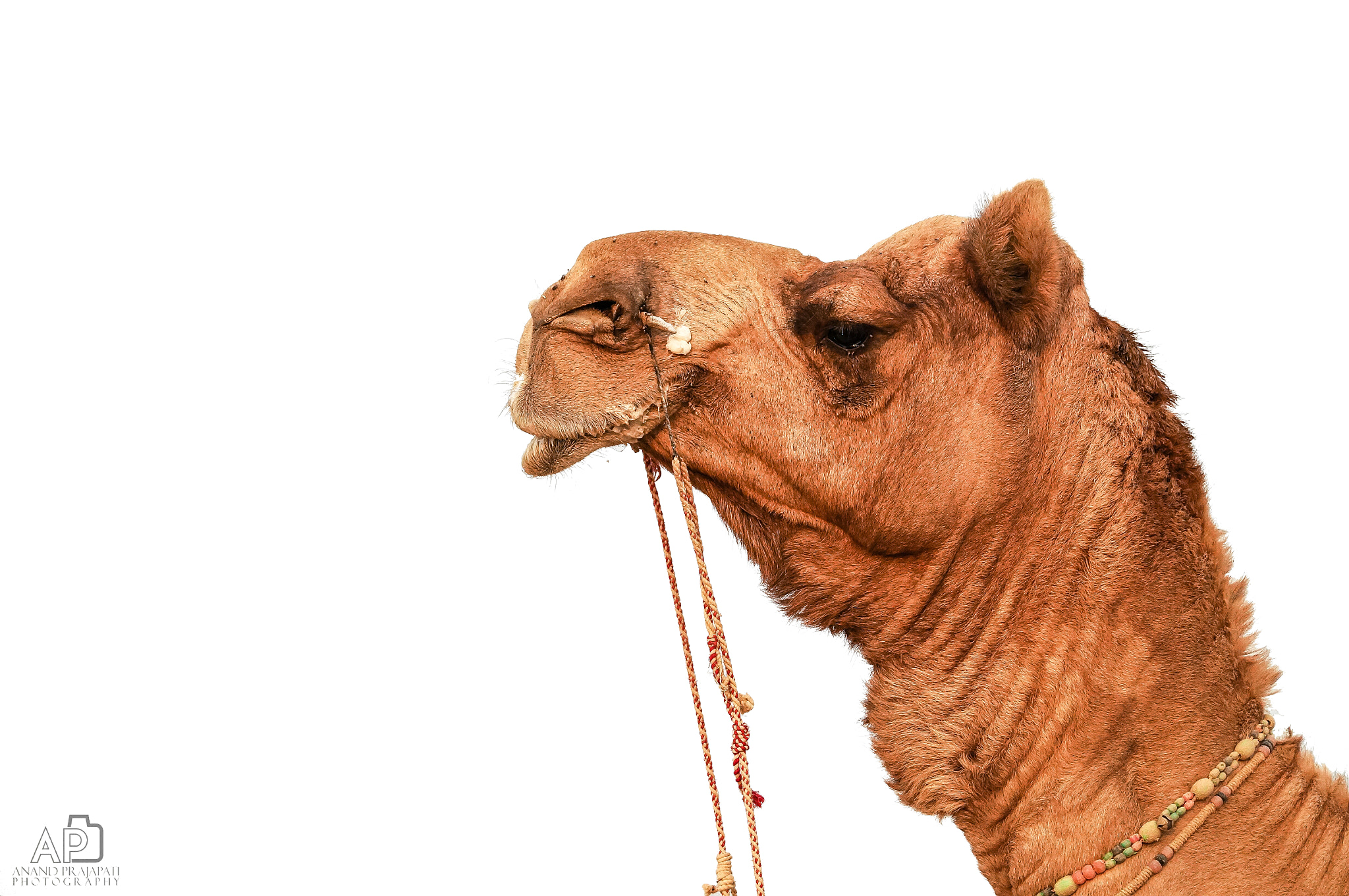 Sony SLT-A57 sample photo. Camel - jaisalmer photography