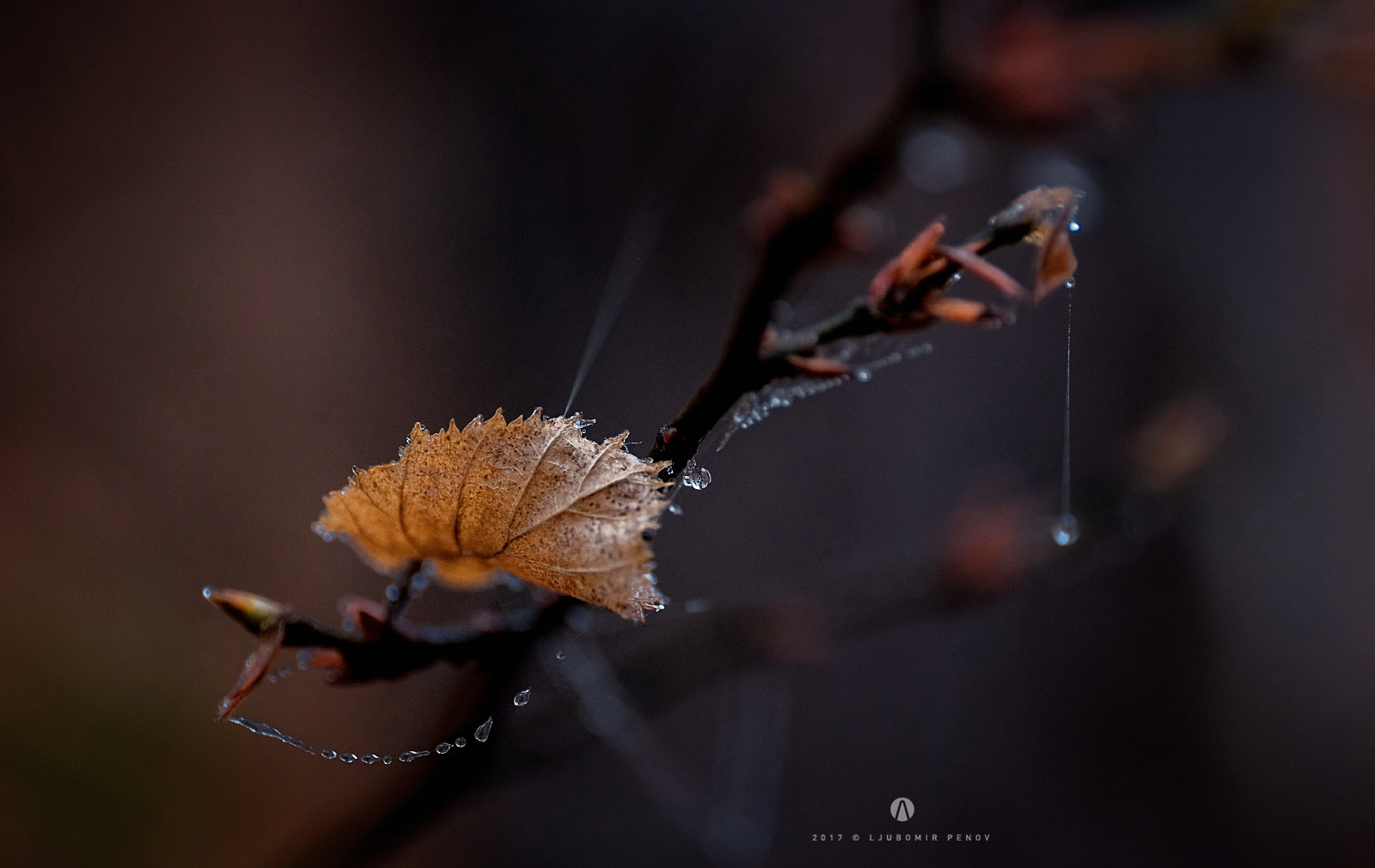 Fujifilm X-T1 + ZEISS Touit 50mm F2.8 sample photo. Leaf (2) photography