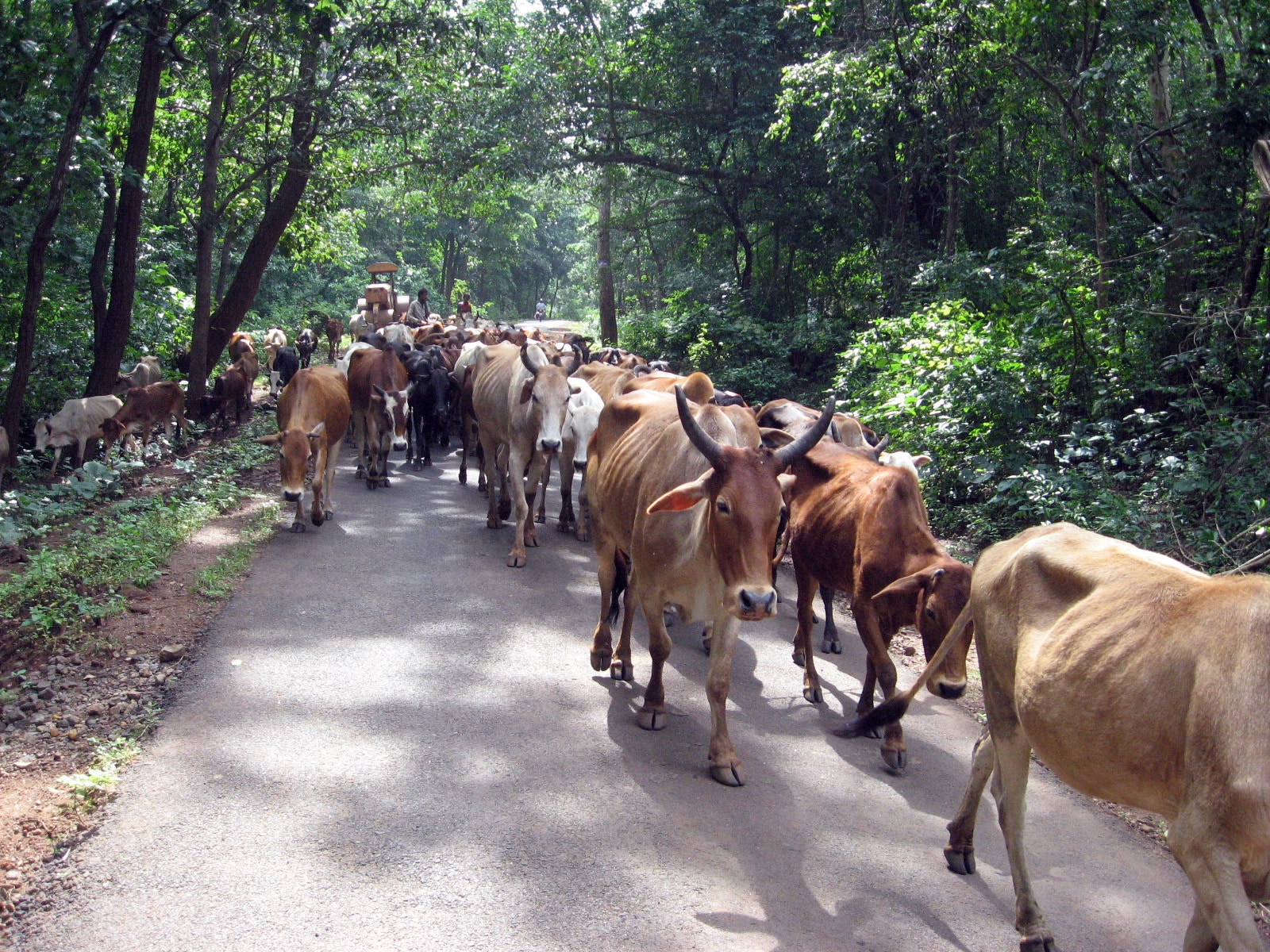 Canon POWERSHOT A550 sample photo. Cowherd in a jungle road photography