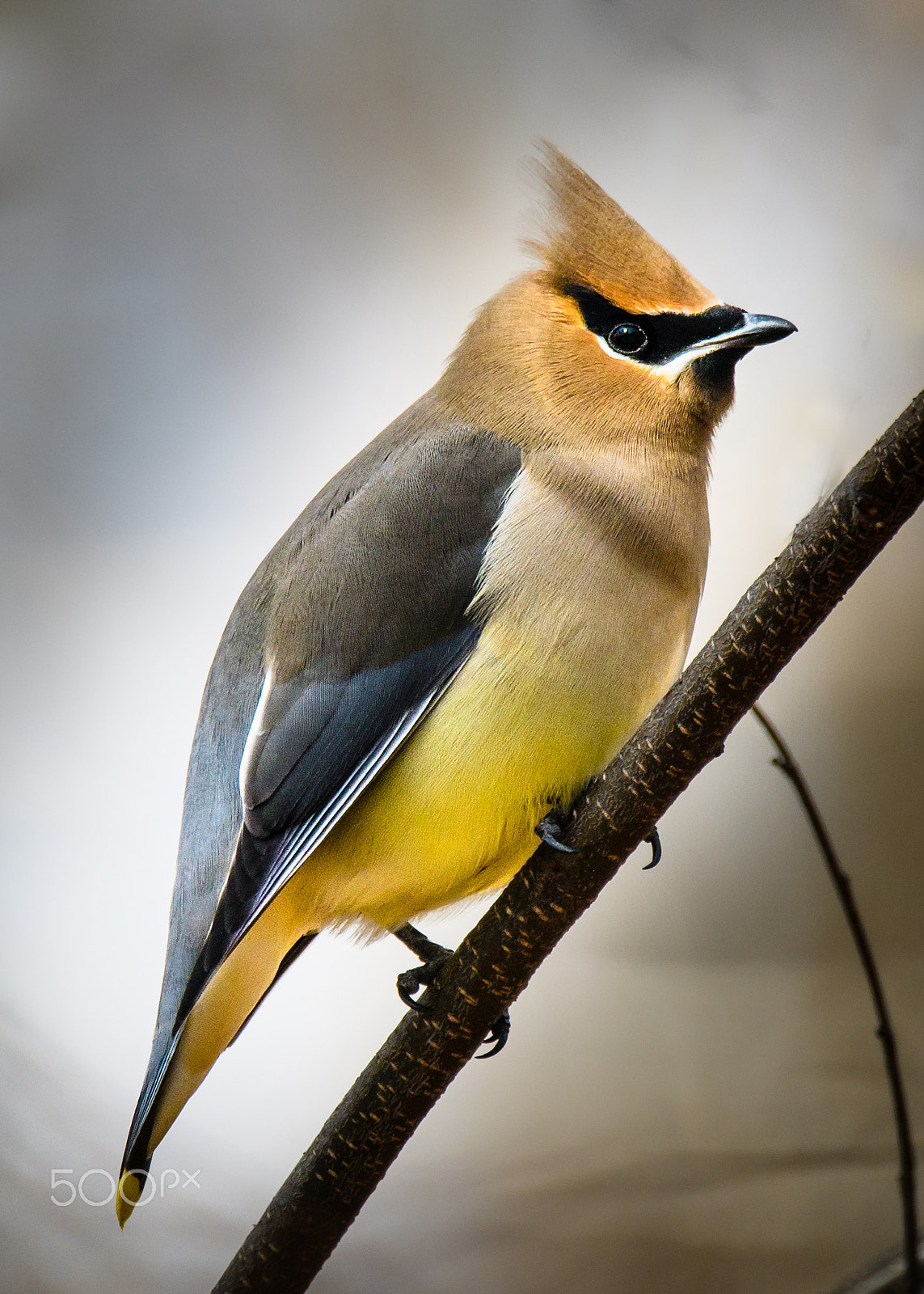 Sigma 150-600mm F5-6.3 DG OS HSM | C sample photo. Cedar waxwing photography