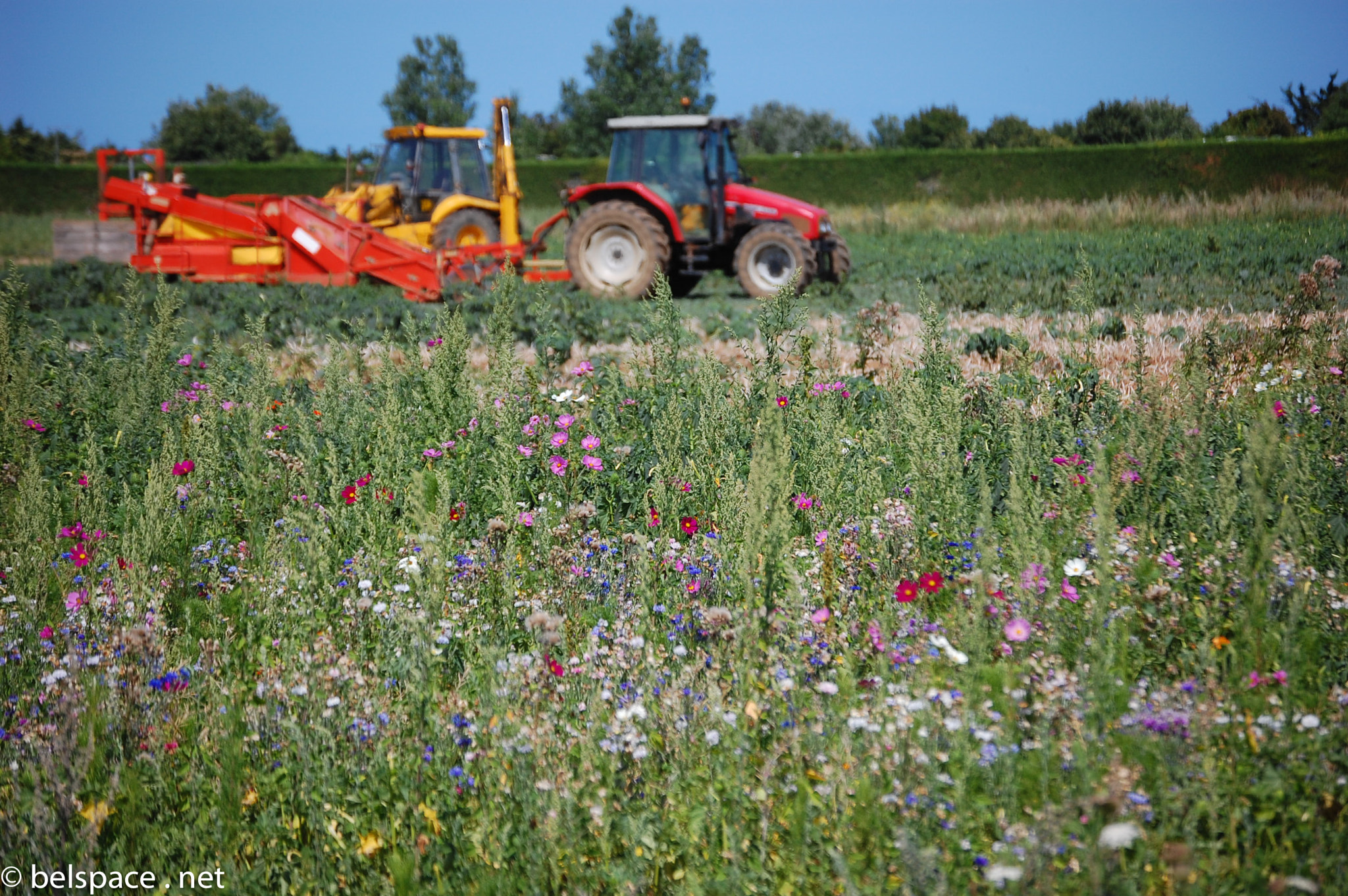 Nikon D40 sample photo. Fields photography