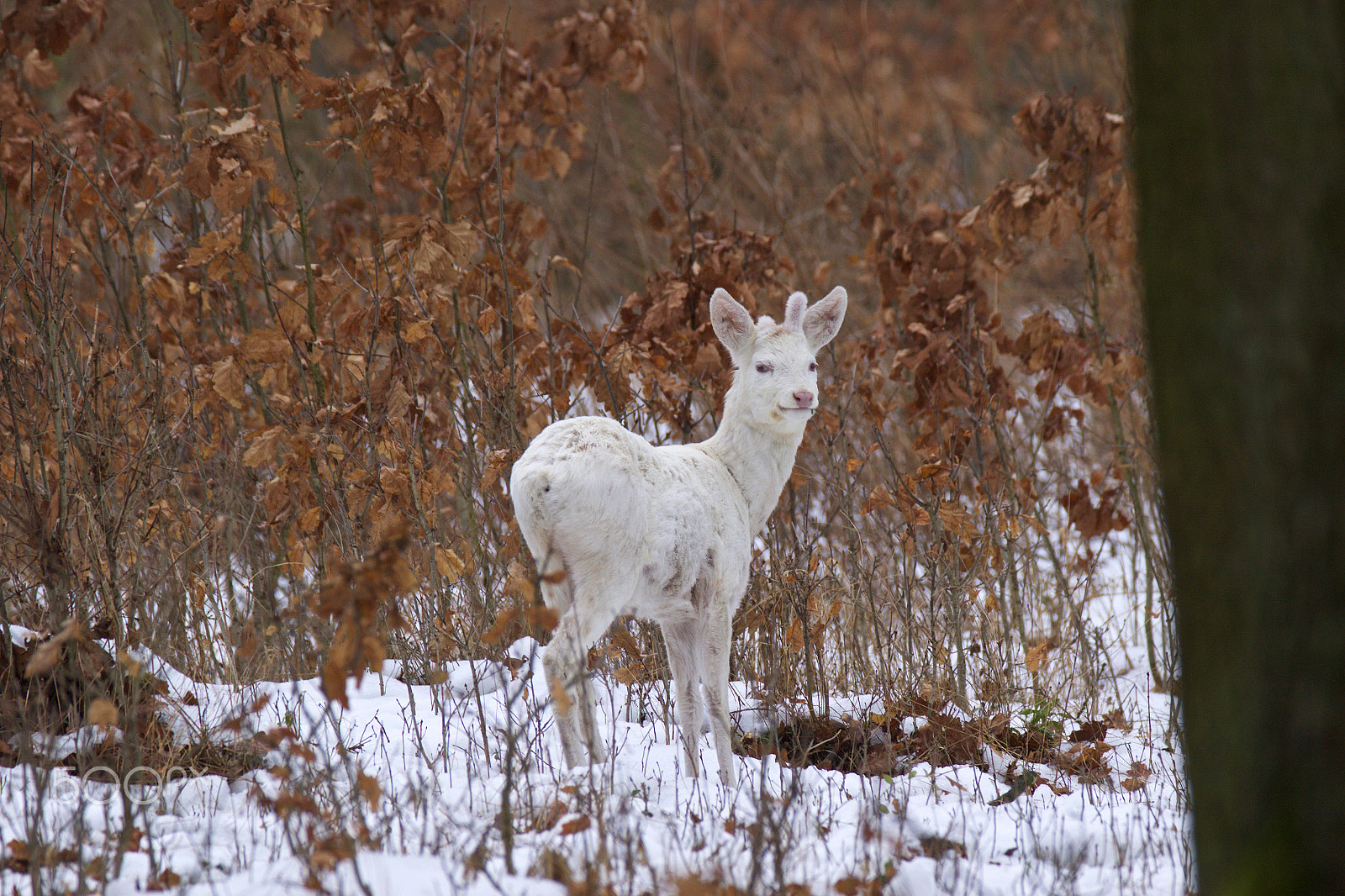 Canon EF 200-400mm F4L IS USM Extender 1.4x sample photo. Albino photography
