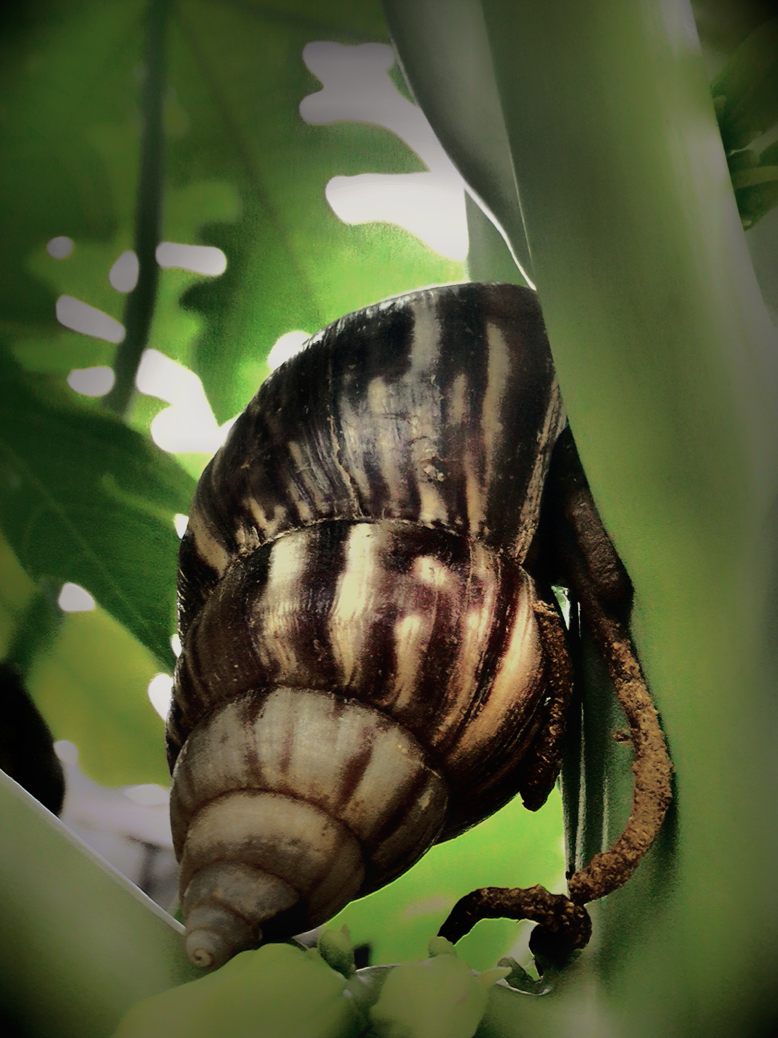 ASUS Z008D sample photo. Even a snail go to the bathroom photography
