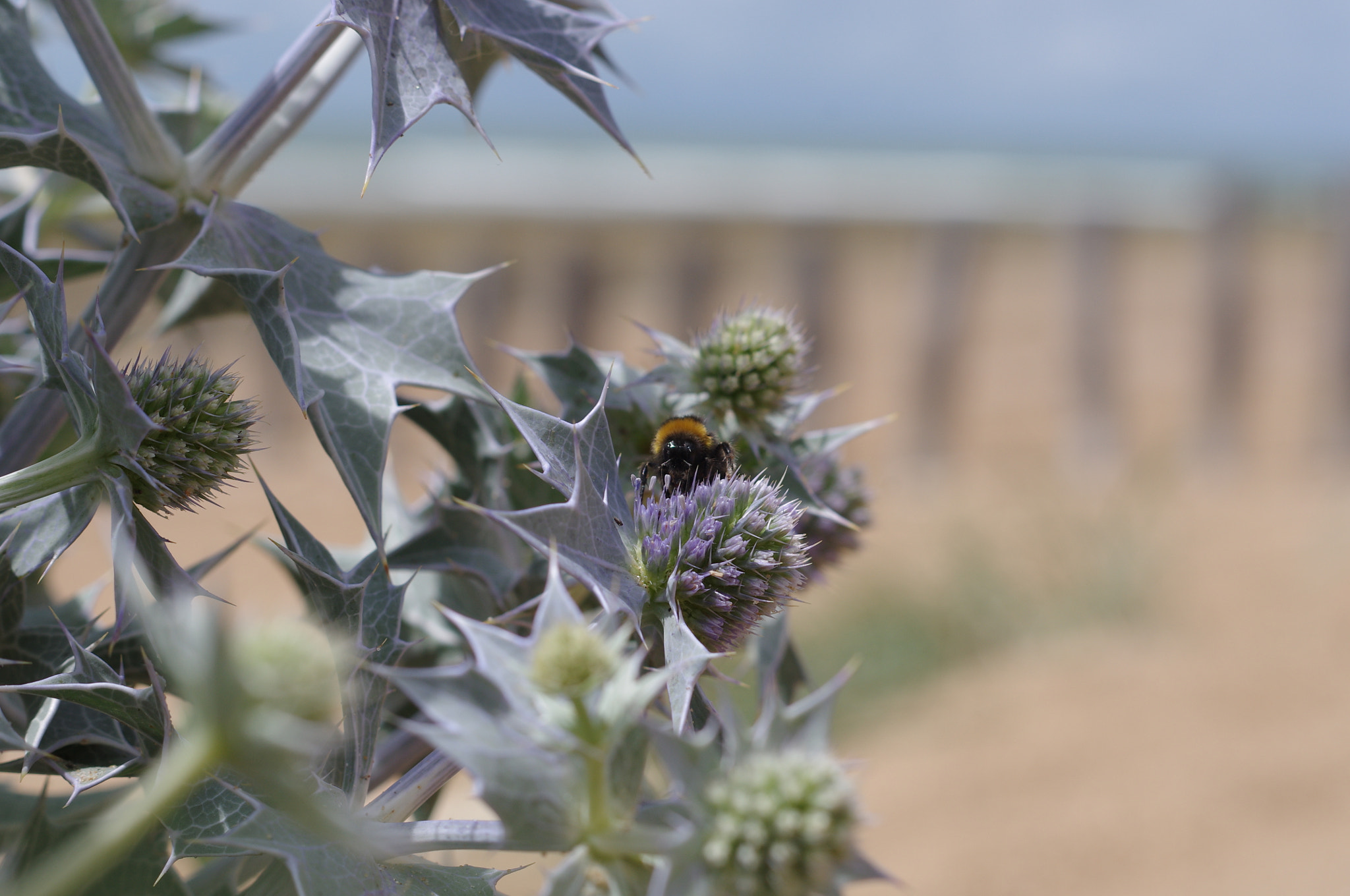 Pentax K-r + Pentax smc DA 50mm F1.8 sample photo. Bumblebee photography