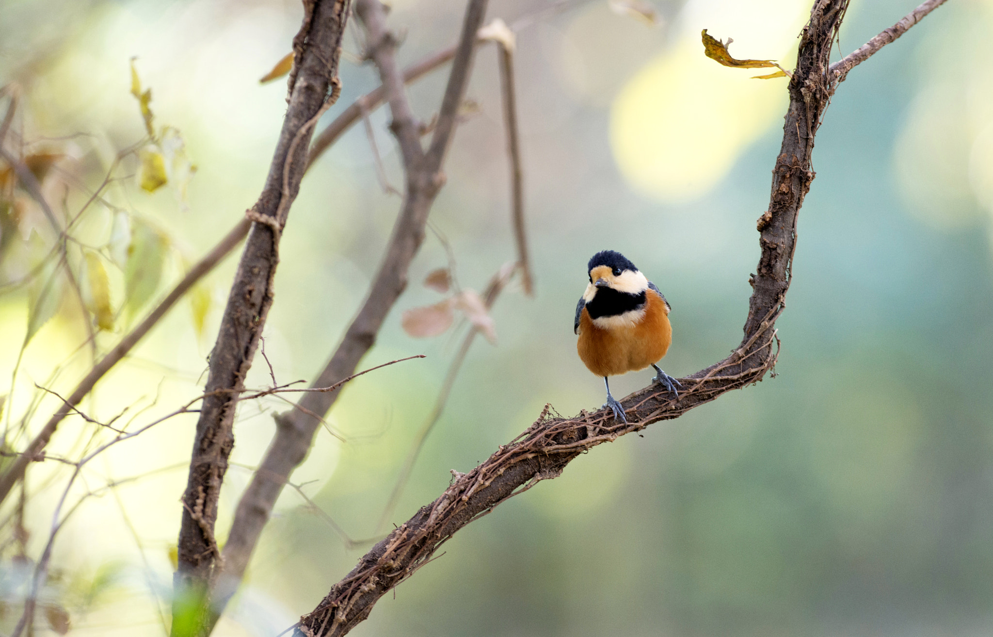 Nikon D800 + Nikon AF-S Nikkor 300mm F2.8G ED-IF VR sample photo. Parus varius photography