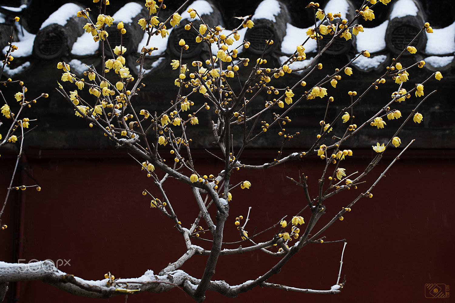 Canon EF 100mm F2.8L Macro IS USM sample photo. Winter sweet & snow photography
