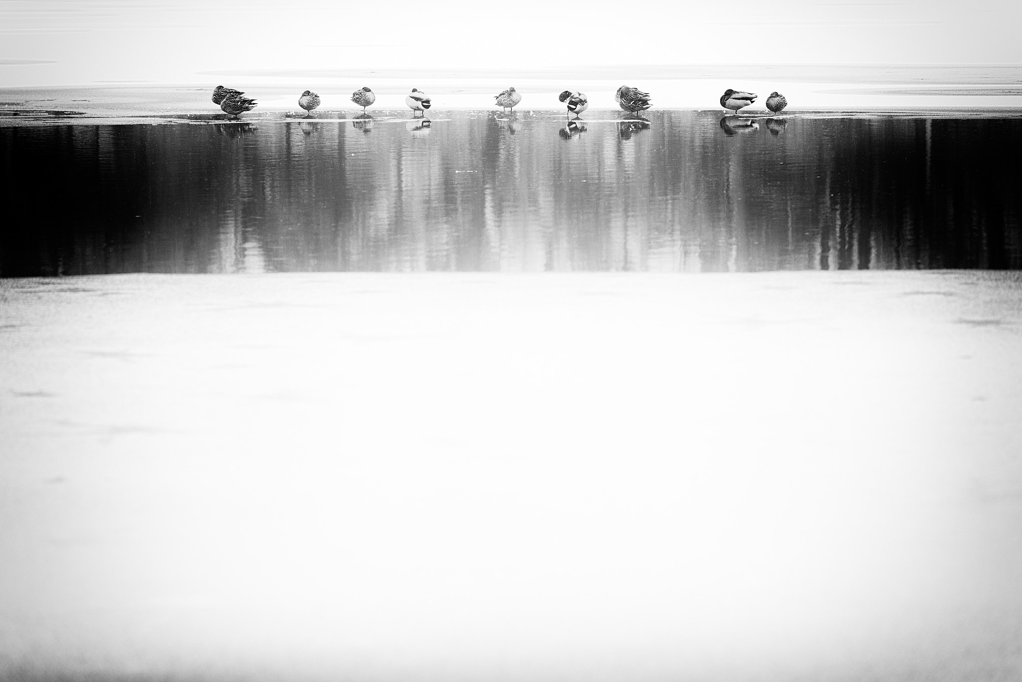 Sony a7R + Minolta/Sony AF 70-200mm F2.8 G sample photo. Sitting duck photography