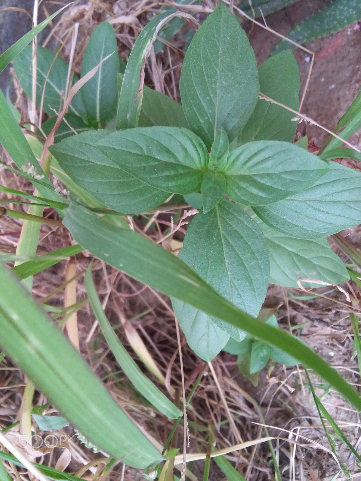 HUAWEI Y6 sample photo. Beautiful leaf photography
