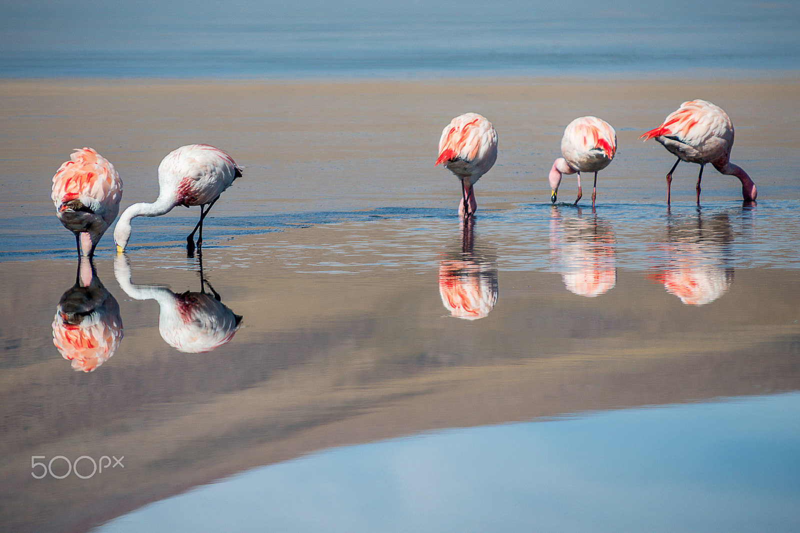 Nikon D800 + Sigma 28-300mm F3.5-6.3 DG Macro sample photo. Flamingos at the salt flats bolivia photography