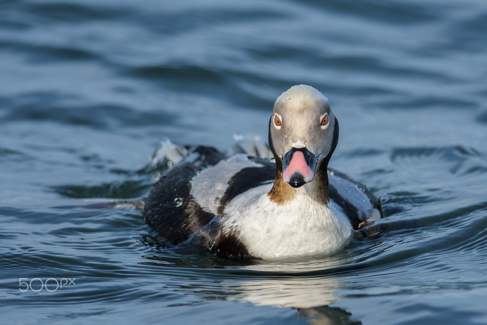 Nikon D7200 + Nikon AF-S Nikkor 300mm F4D ED-IF sample photo. Long-tailed drake photography