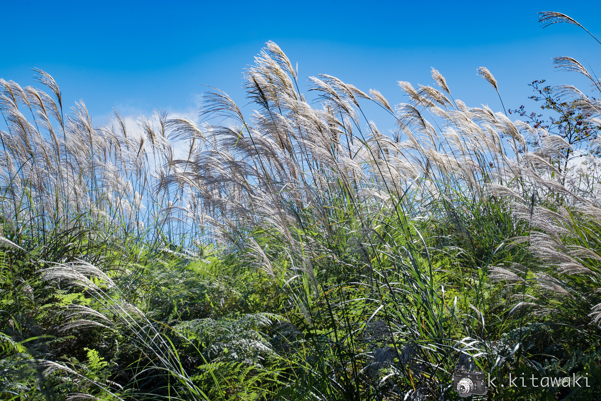 Sony a7S sample photo. Susuki（japanese pampas grass) photography