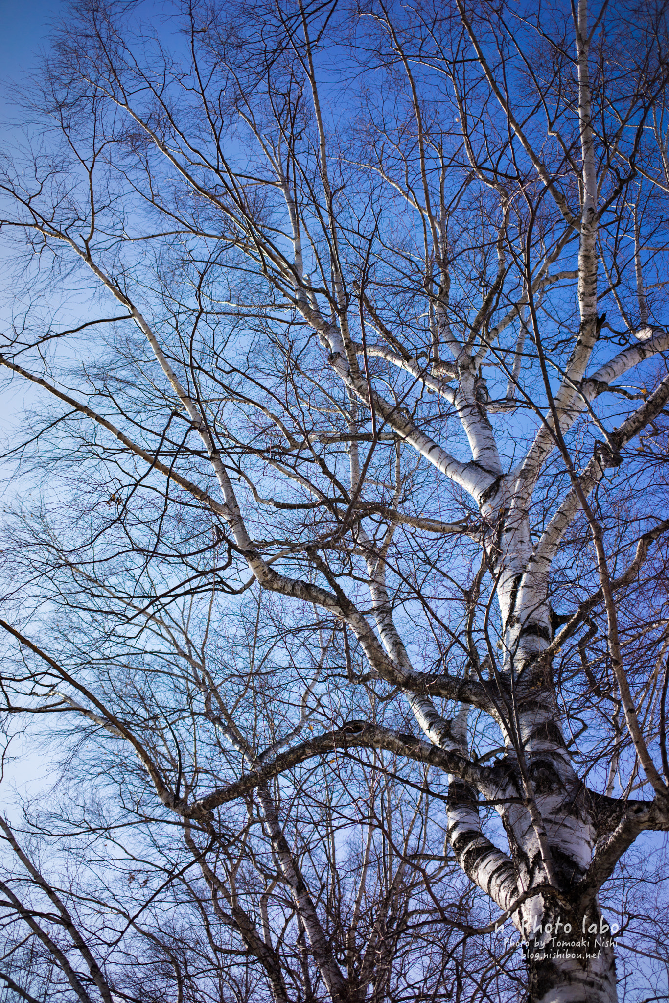 Sony a7R sample photo. White birch tree photography