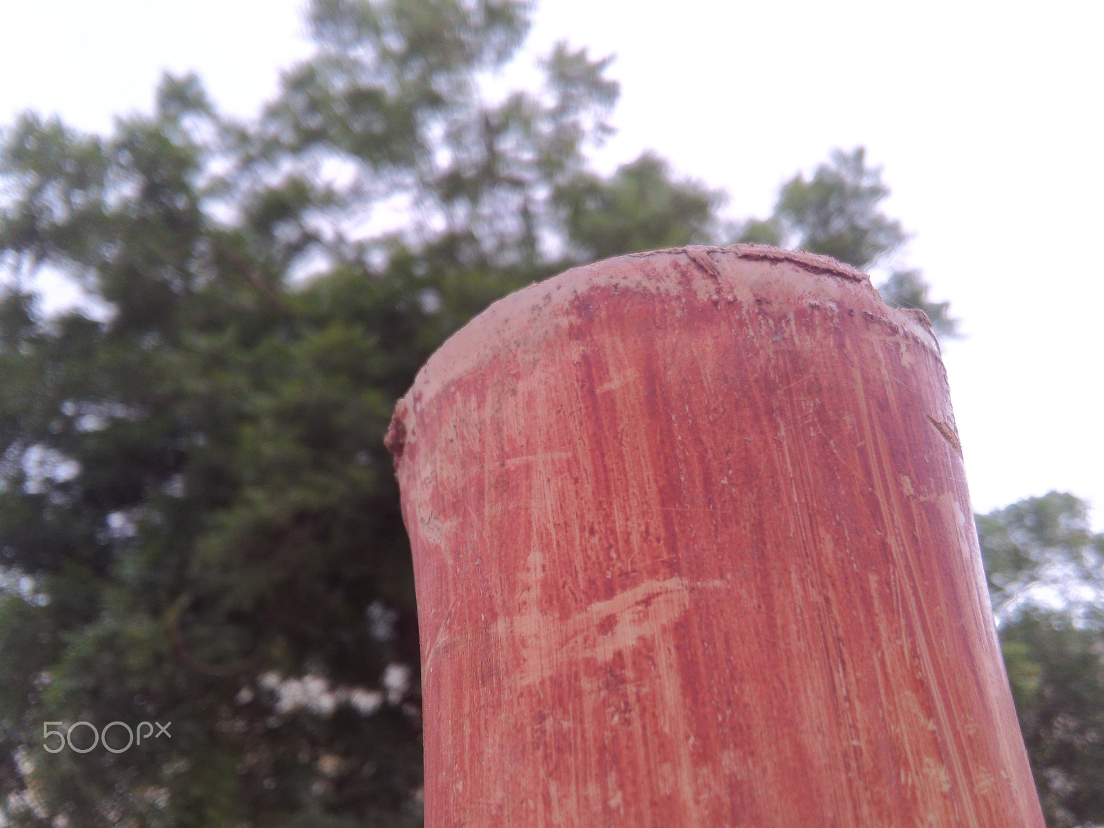HUAWEI Y6 sample photo. Bamboo photography