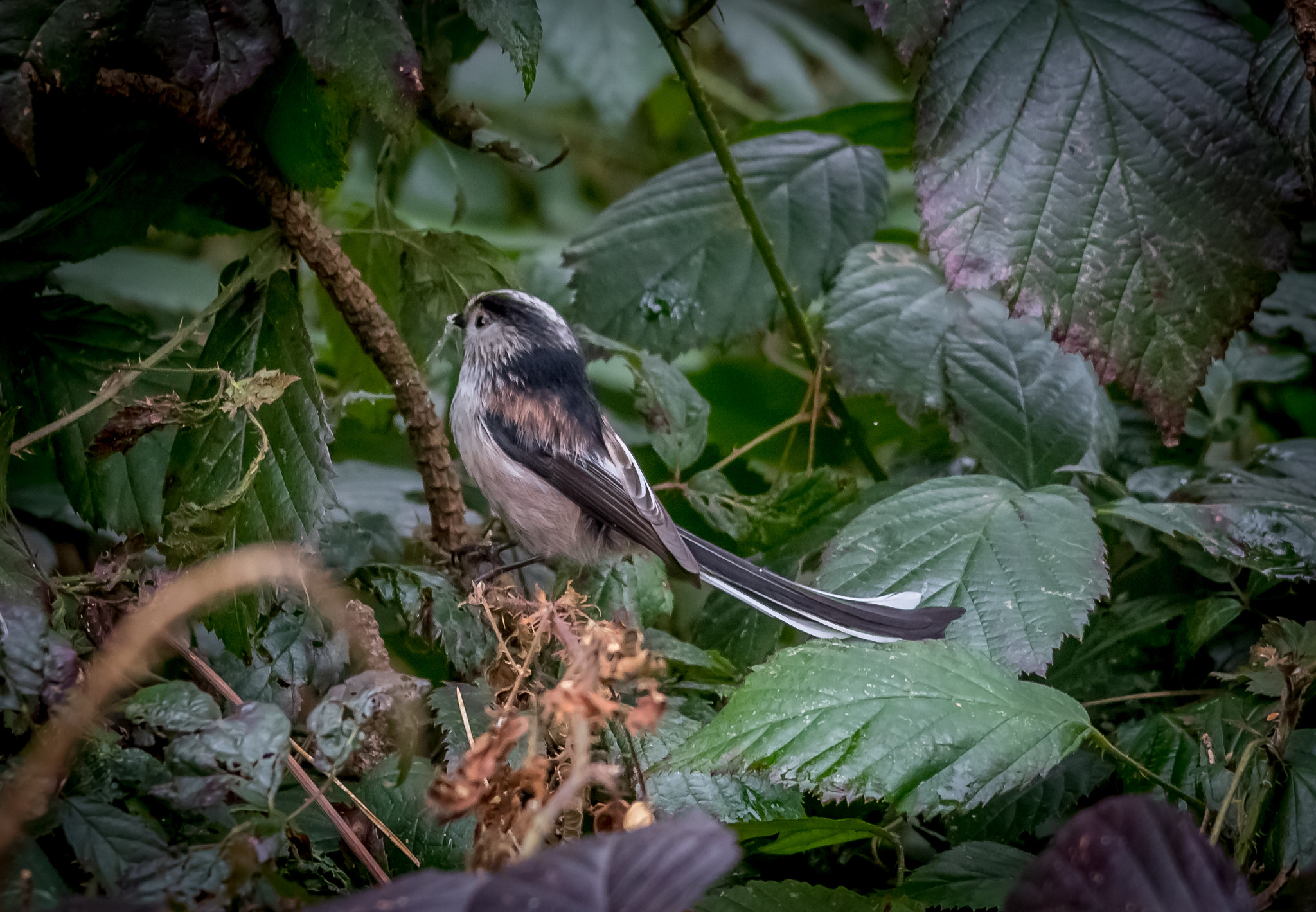 Canon EF 70-200mm F4L IS USM sample photo. Long tailed tit photography