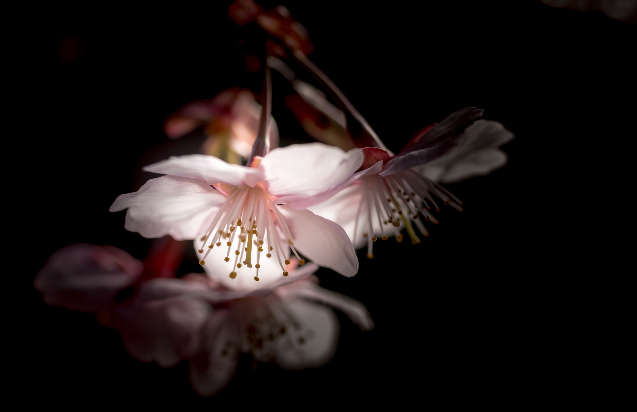 Nikon D800 + Tamron SP 90mm F2.8 Di VC USD 1:1 Macro sample photo. Winter cherry blossoms photography