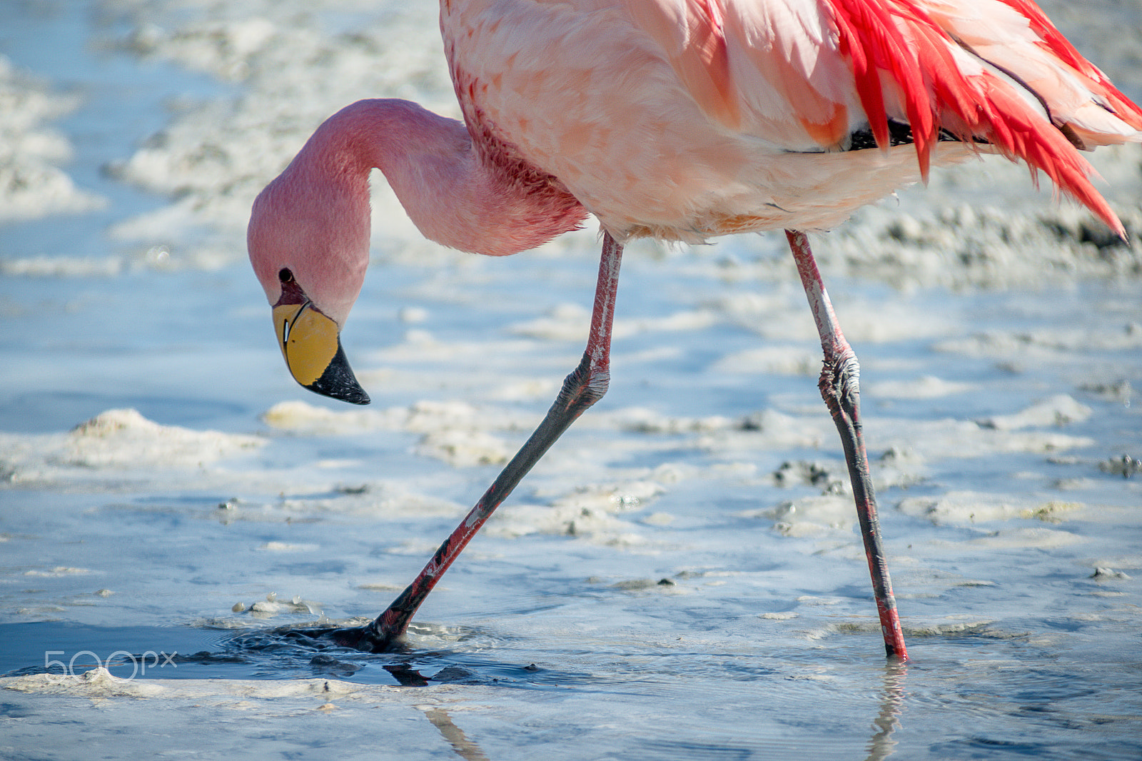 Nikon D800 + Sigma 28-300mm F3.5-6.3 DG Macro sample photo. Flamingos at the salt flats bolivia photography