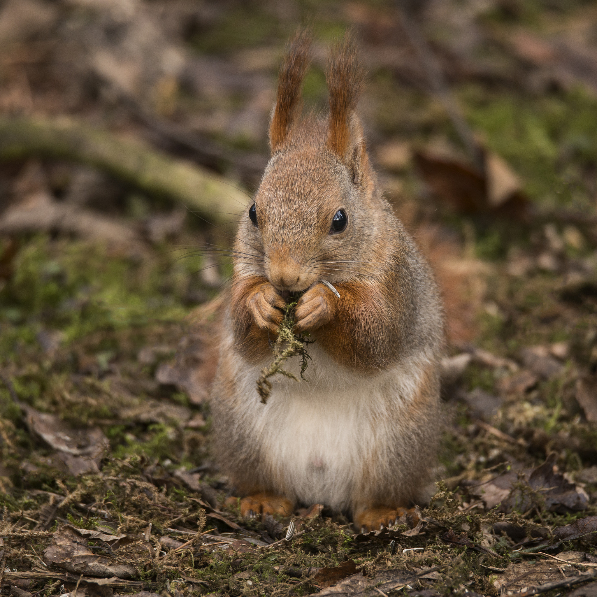 Sigma 150-600mm F5-6.3 DG OS HSM | S sample photo. Ekorn - sciurus vulgaris - eurasian red squirrel photography