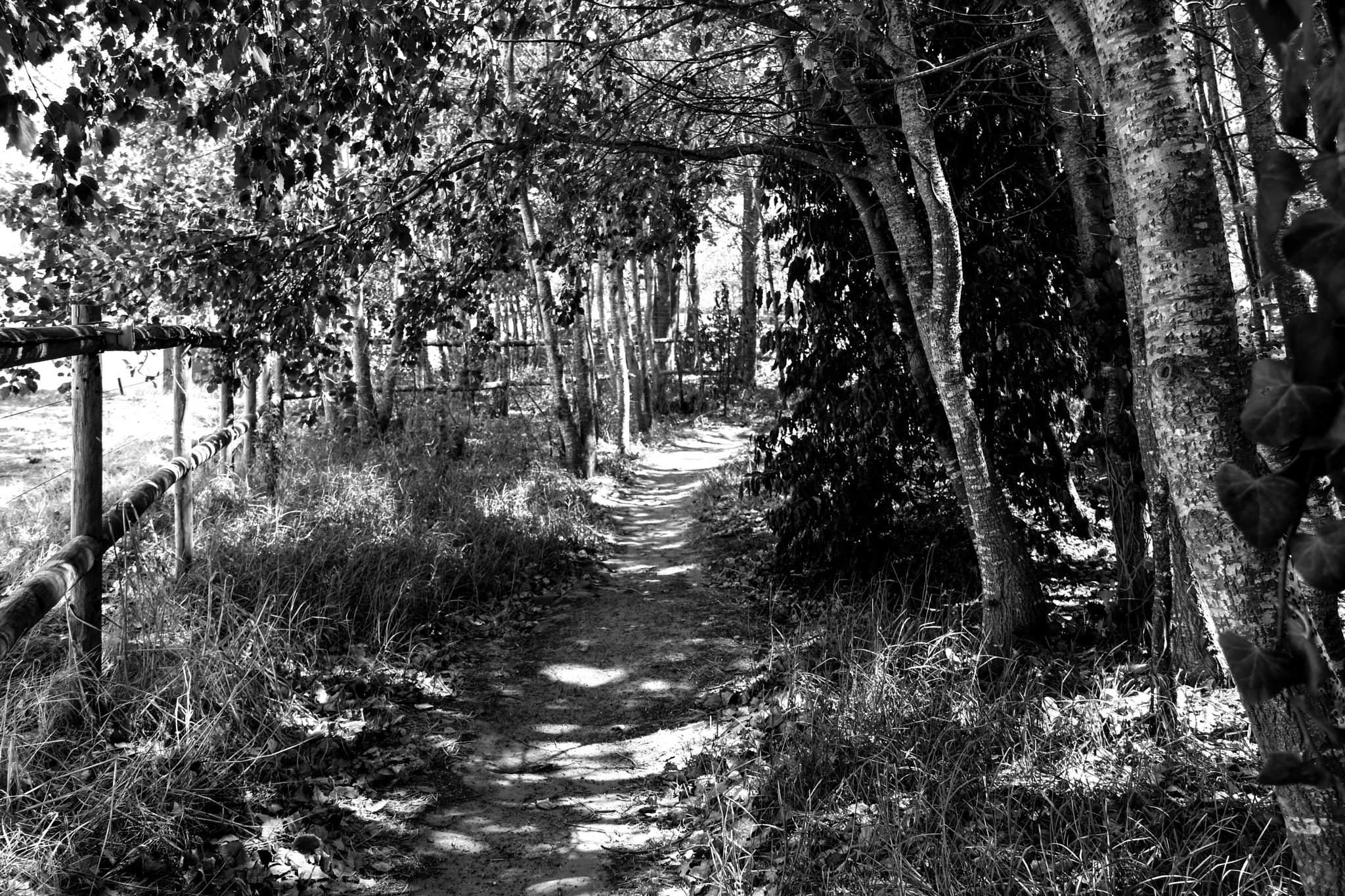 Canon EOS 750D (EOS Rebel T6i / EOS Kiss X8i) sample photo. A walk to remember photography