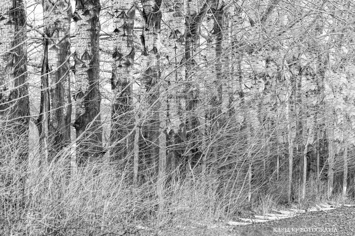 Nikon D300 sample photo. ... photography