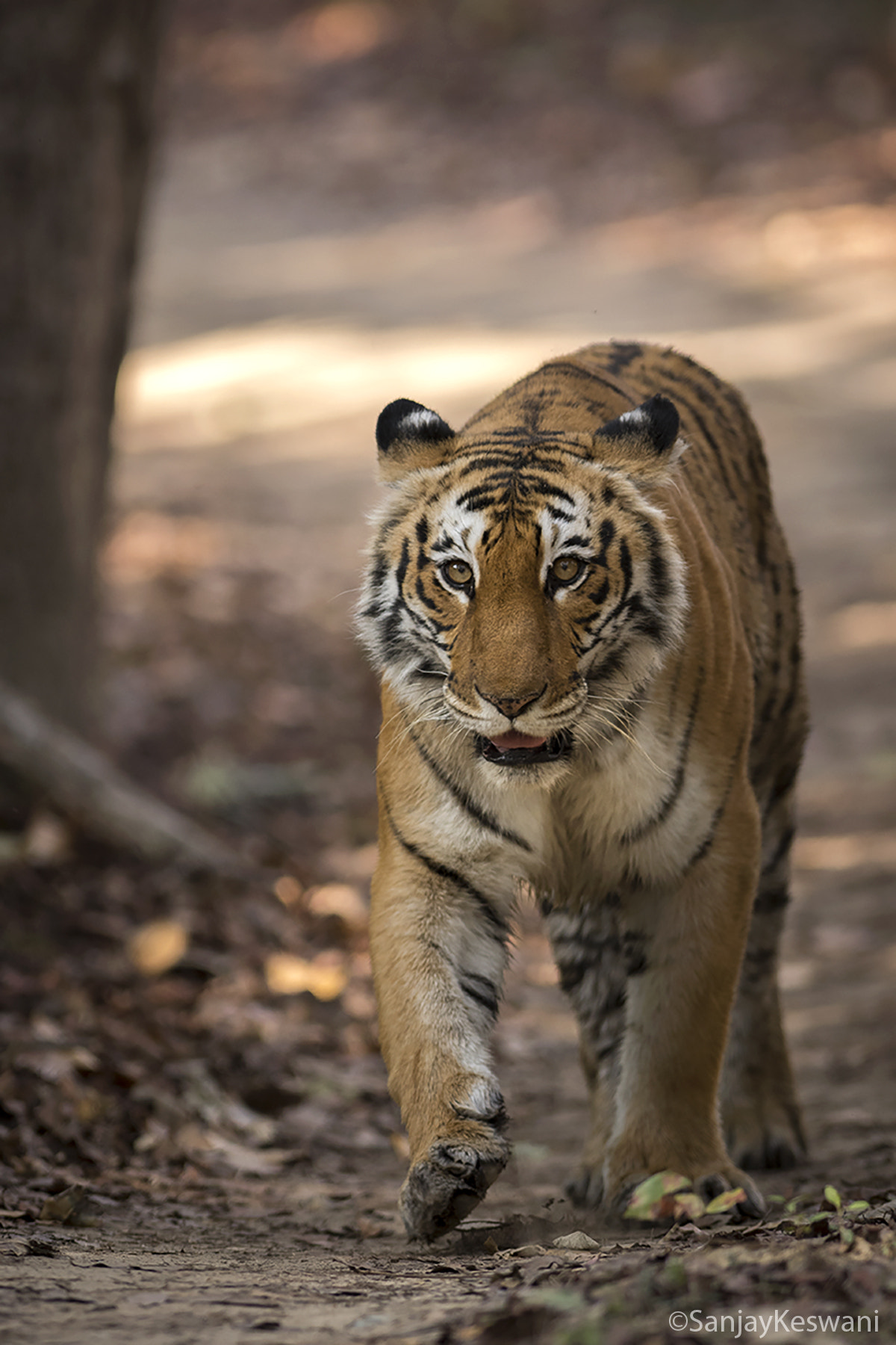Nikon AF-S Nikkor 300mm F2.8G ED VR II sample photo. Corbett queen photography