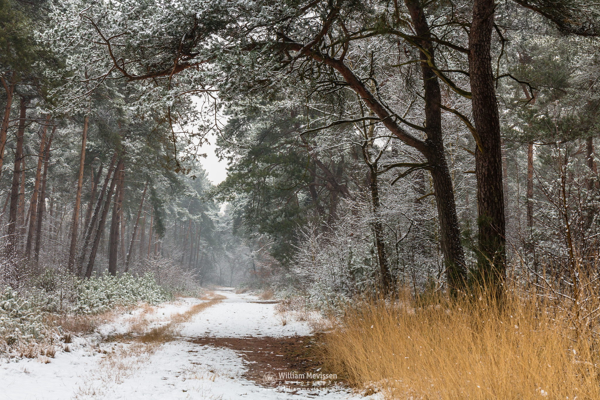 Canon EF 24-70mm F4L IS USM sample photo. Path of snow photography