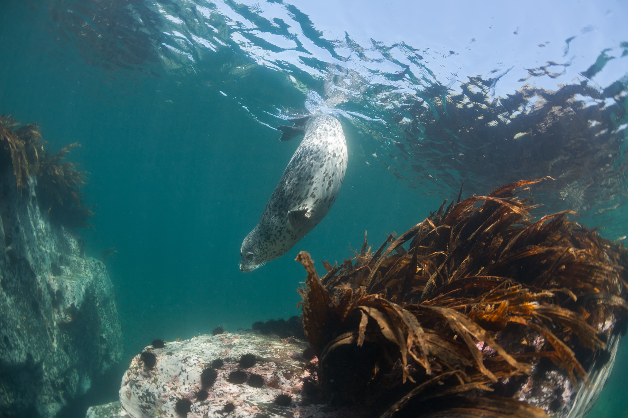 Canon EOS 5D + Canon EF 15mm F2.8 Fisheye sample photo. Phoca largha (larga seal, spotted seal) underwater pictures photography