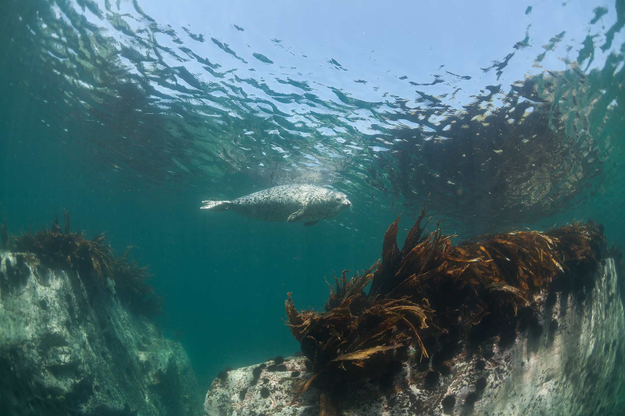 Canon EOS 5D + Canon EF 15mm F2.8 Fisheye sample photo. Phoca largha (larga seal, spotted seal) underwater pictures photography