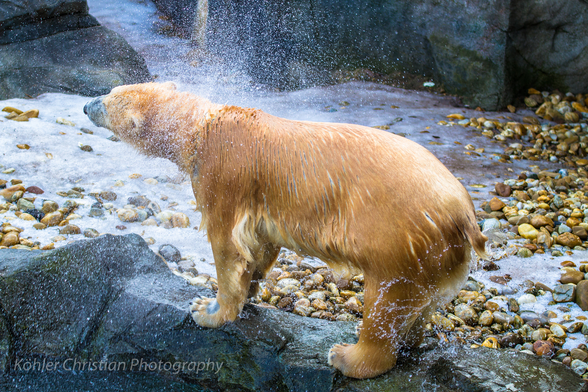 Sigma 70-200mm F2.8 EX DG OS HSM sample photo. Icebear ( polar bear)- vienna zoo photography