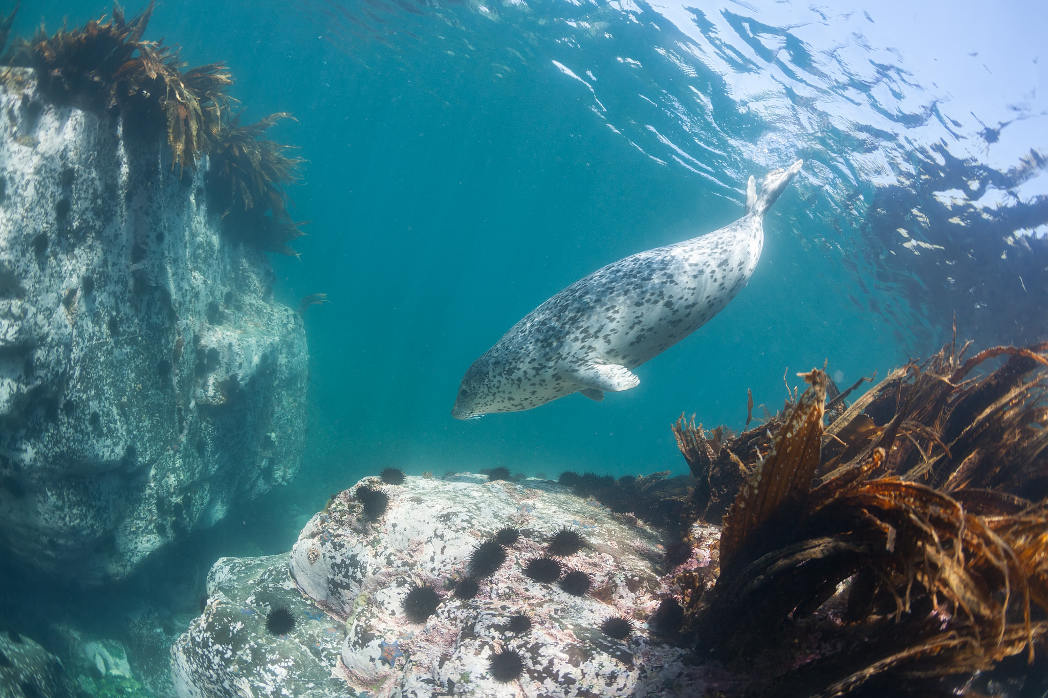 Canon EOS 5D sample photo. Phoca largha (larga seal, spotted seal) underwater pictures photography