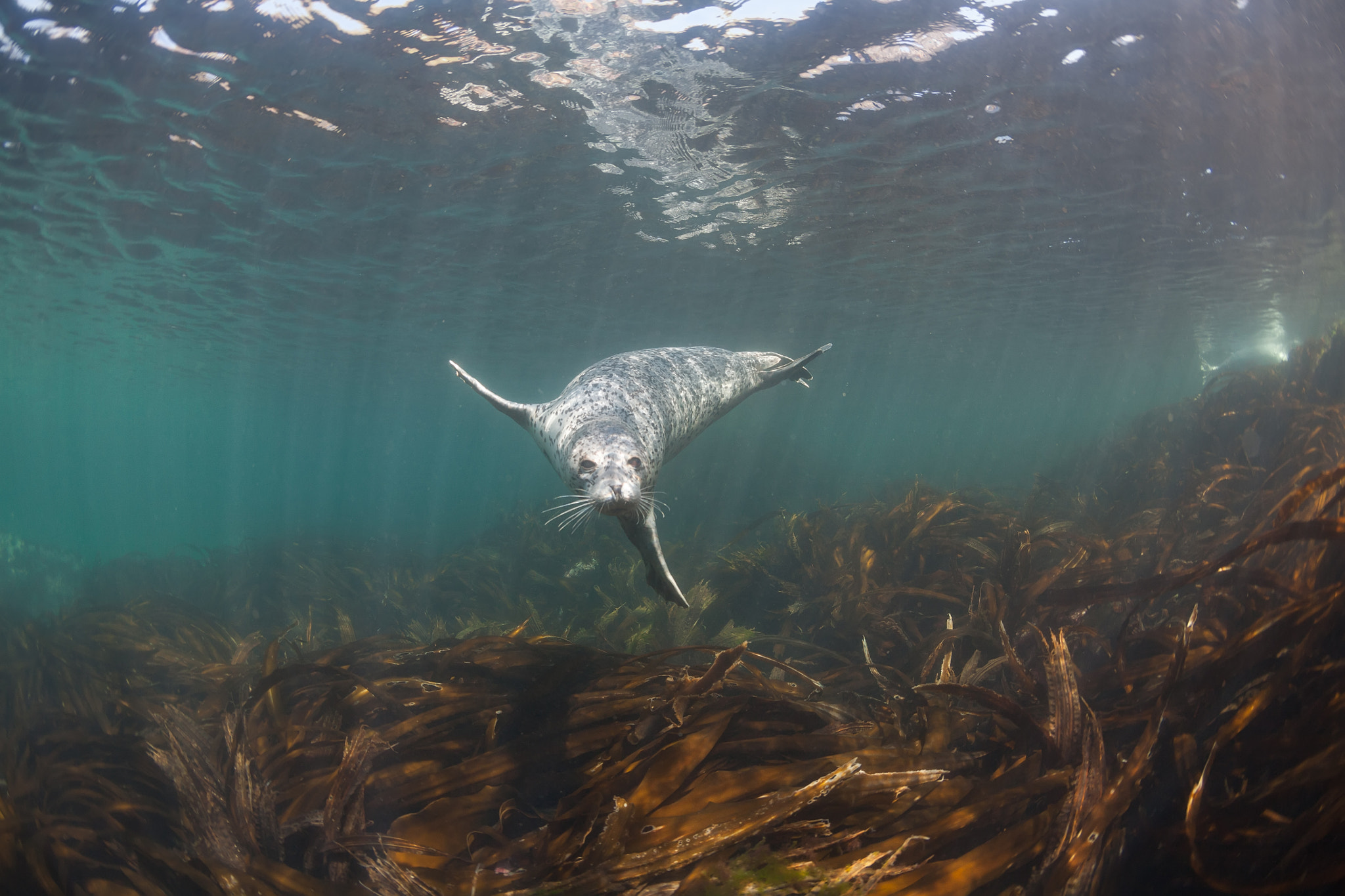 Canon EOS 5D sample photo. Phoca largha (larga seal, spotted seal) underwater pictures photography