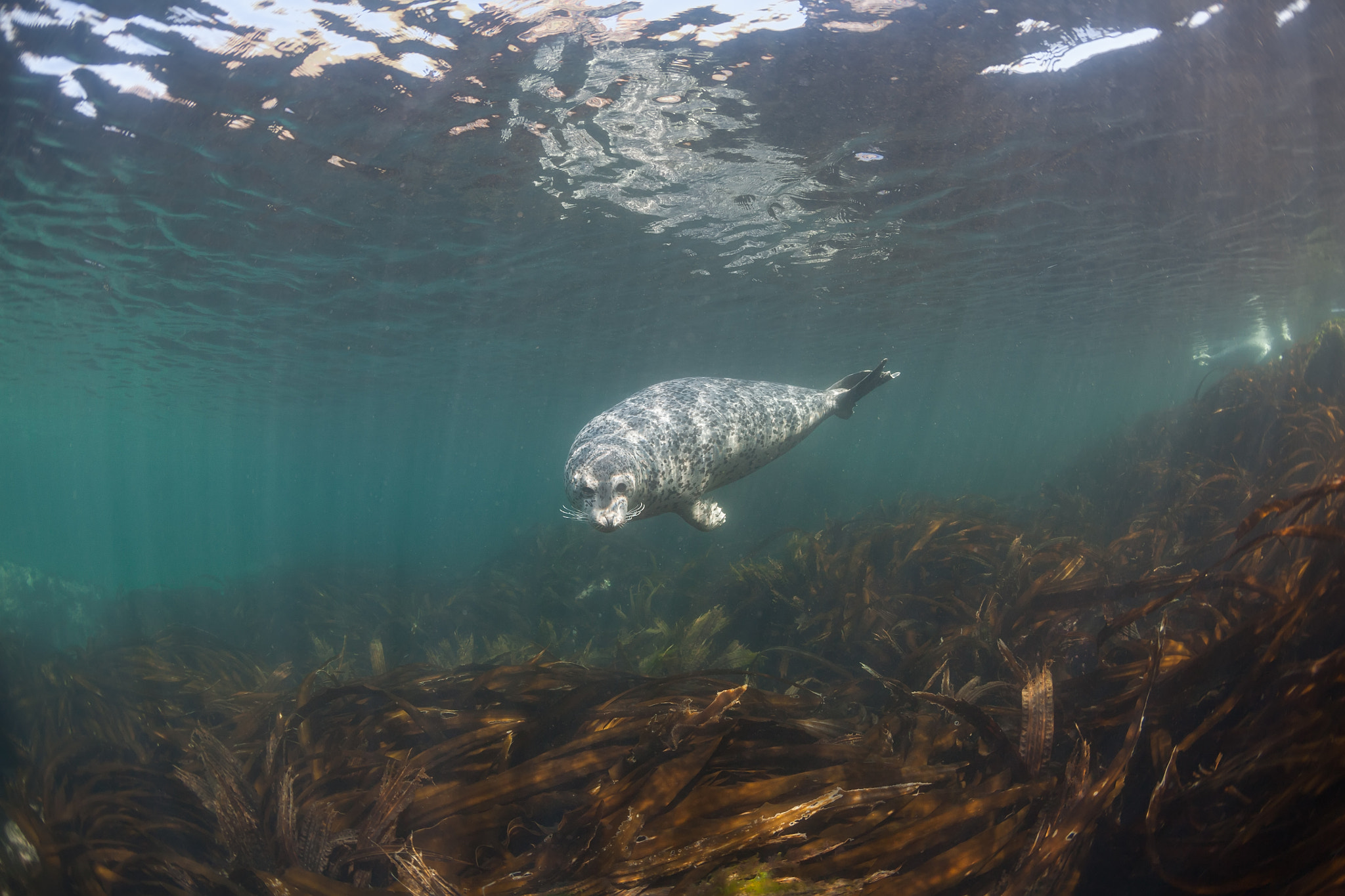 Canon EOS 5D + Canon EF 15mm F2.8 Fisheye sample photo. Phoca largha (larga seal, spotted seal) underwater pictures photography