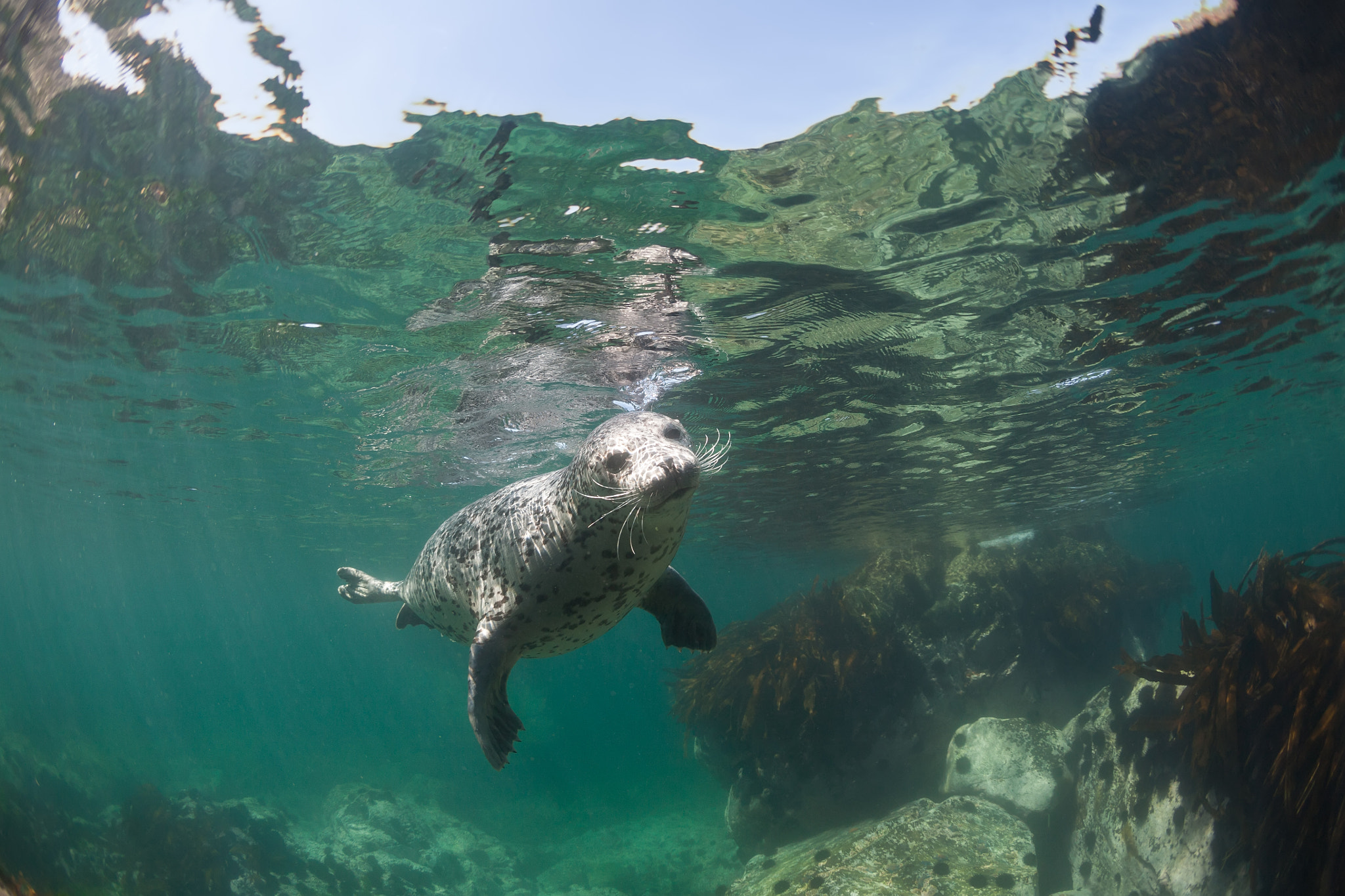 Canon EOS 5D + Canon EF 15mm F2.8 Fisheye sample photo. Phoca largha (larga seal, spotted seal) underwater pictures photography