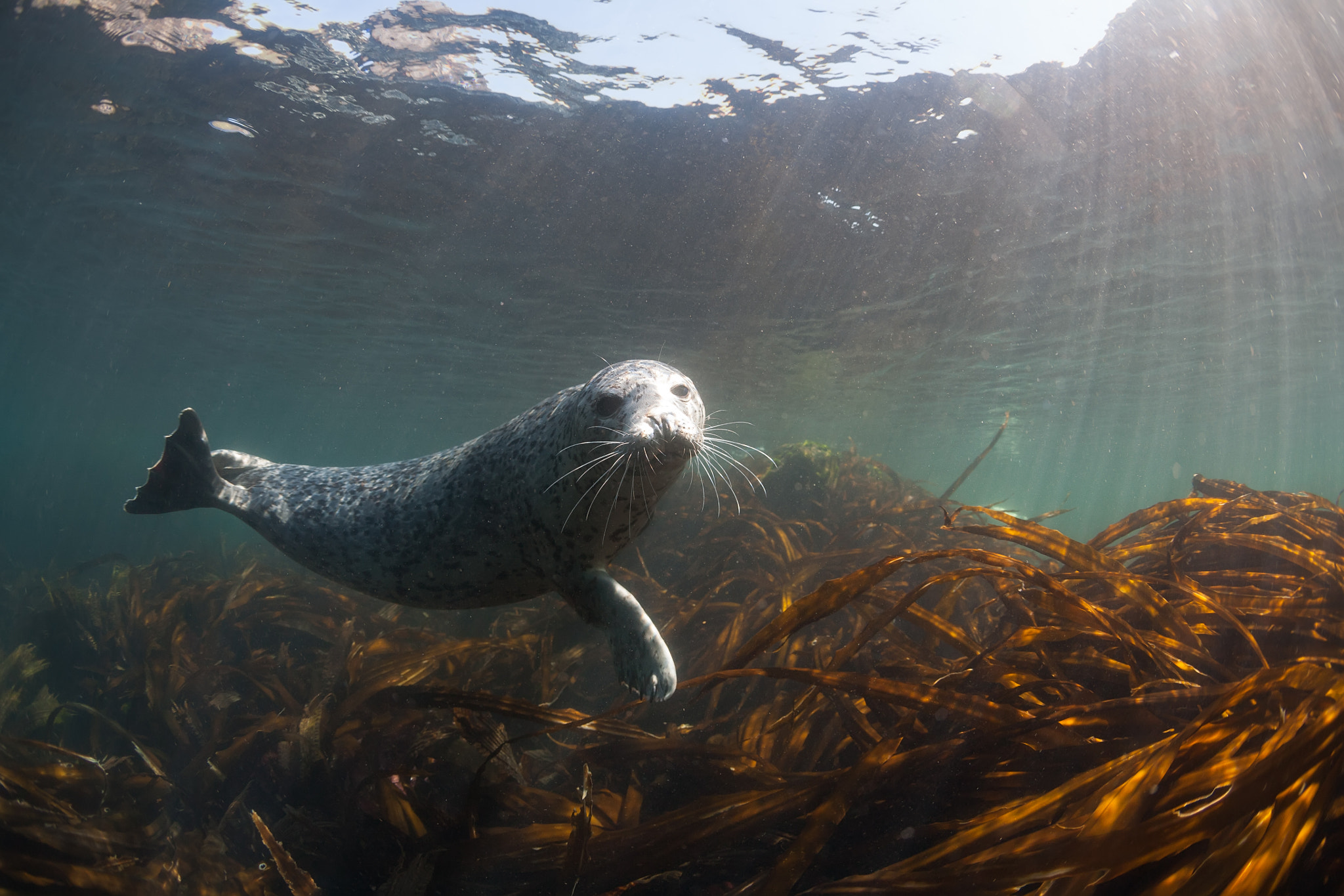Canon EOS 5D + Canon EF 15mm F2.8 Fisheye sample photo. Phoca largha (larga seal, spotted seal) underwater pictures photography