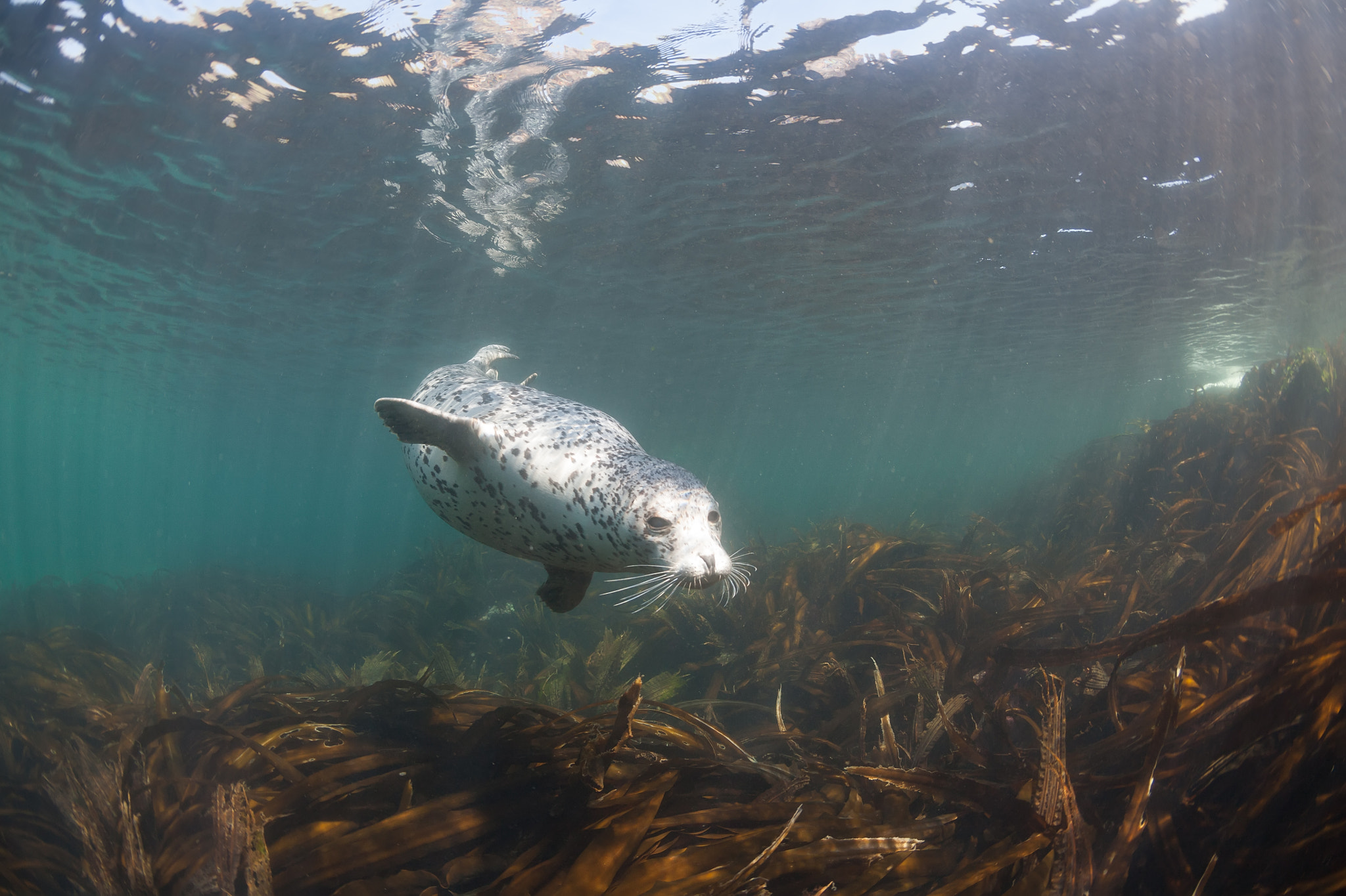 Canon EOS 5D + Canon EF 15mm F2.8 Fisheye sample photo. Phoca largha (larga seal, spotted seal) underwater pictures photography