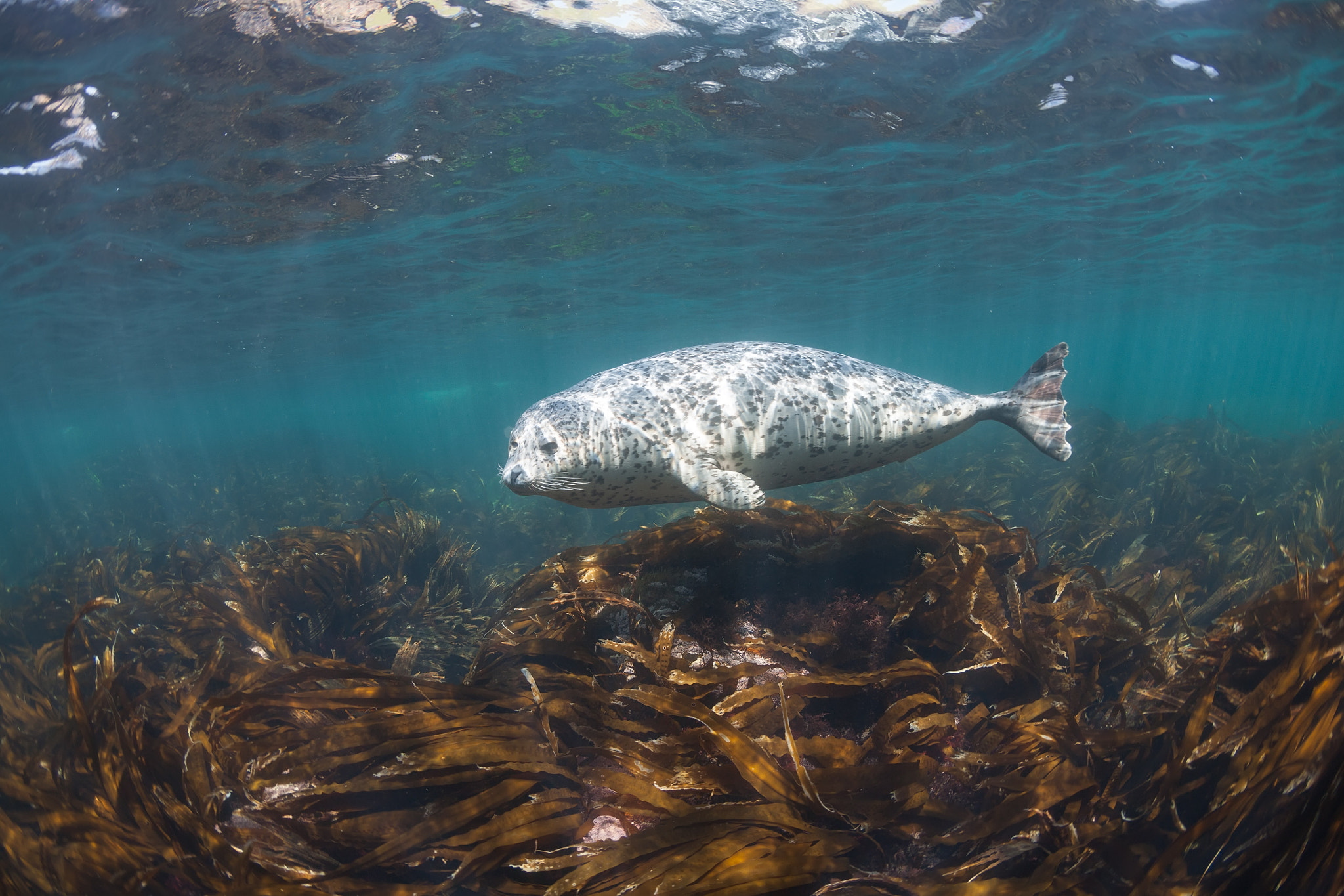 Canon EOS 5D + Canon EF 15mm F2.8 Fisheye sample photo. Phoca largha (larga seal, spotted seal) underwater pictures photography