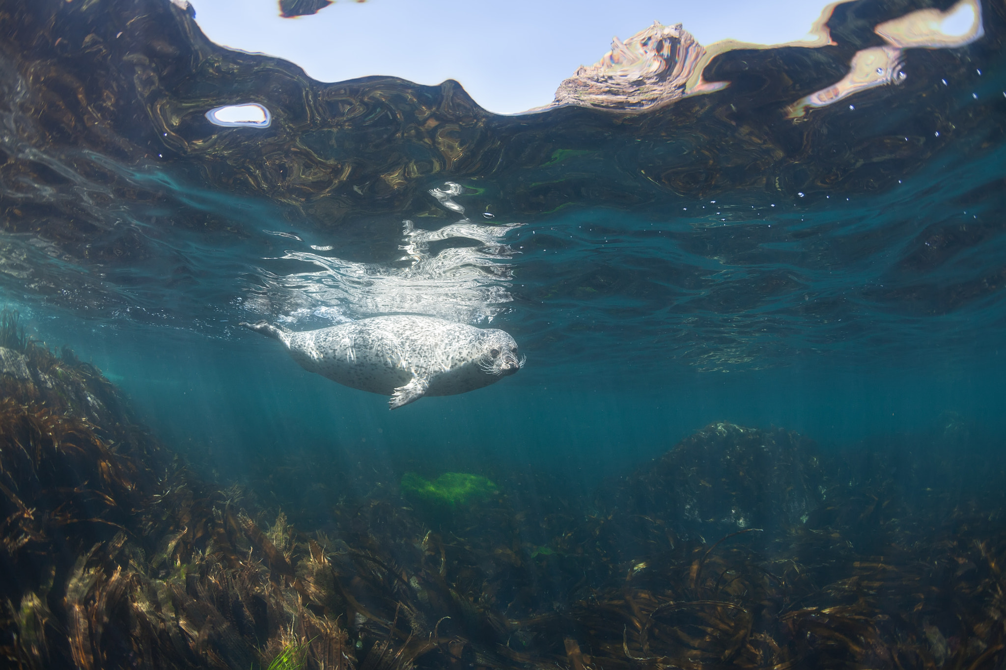 Canon EOS 5D sample photo. Phoca largha (larga seal, spotted seal) underwater pictures photography