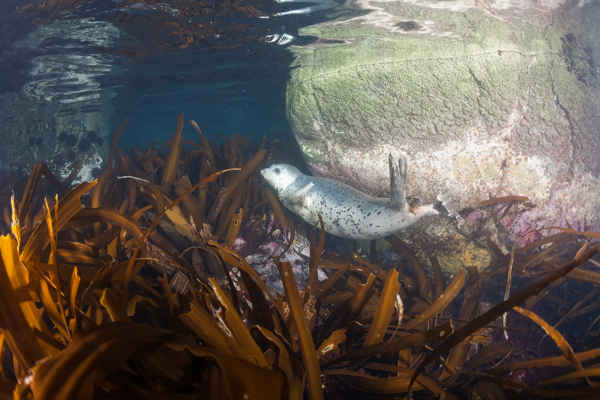 Canon EOS 5D + Canon EF 15mm F2.8 Fisheye sample photo. Phoca largha (larga seal, spotted seal) underwater pictures photography