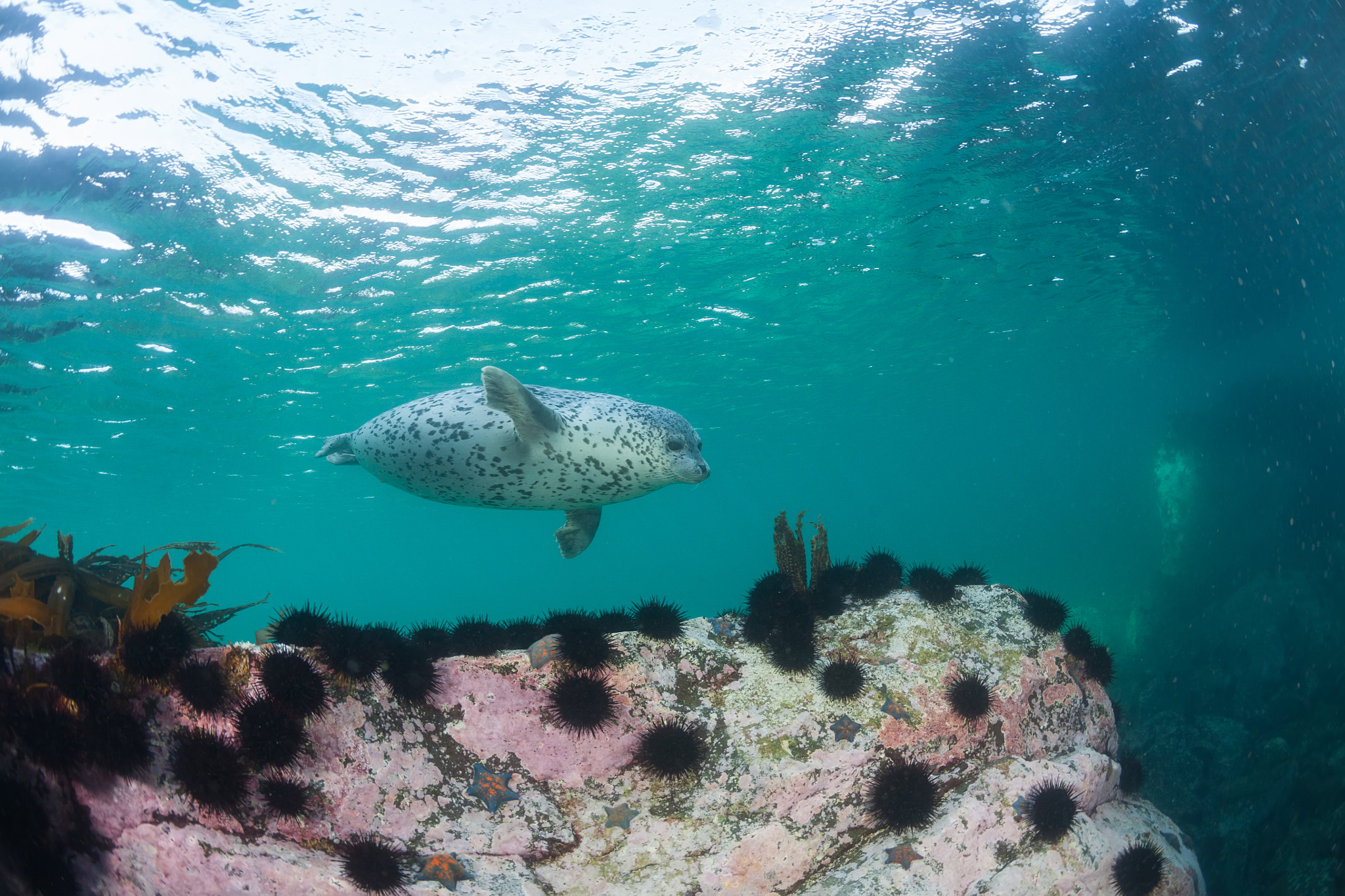 Canon EOS 5D + Canon EF 15mm F2.8 Fisheye sample photo. Phoca largha (larga seal, spotted seal) underwater pictures photography