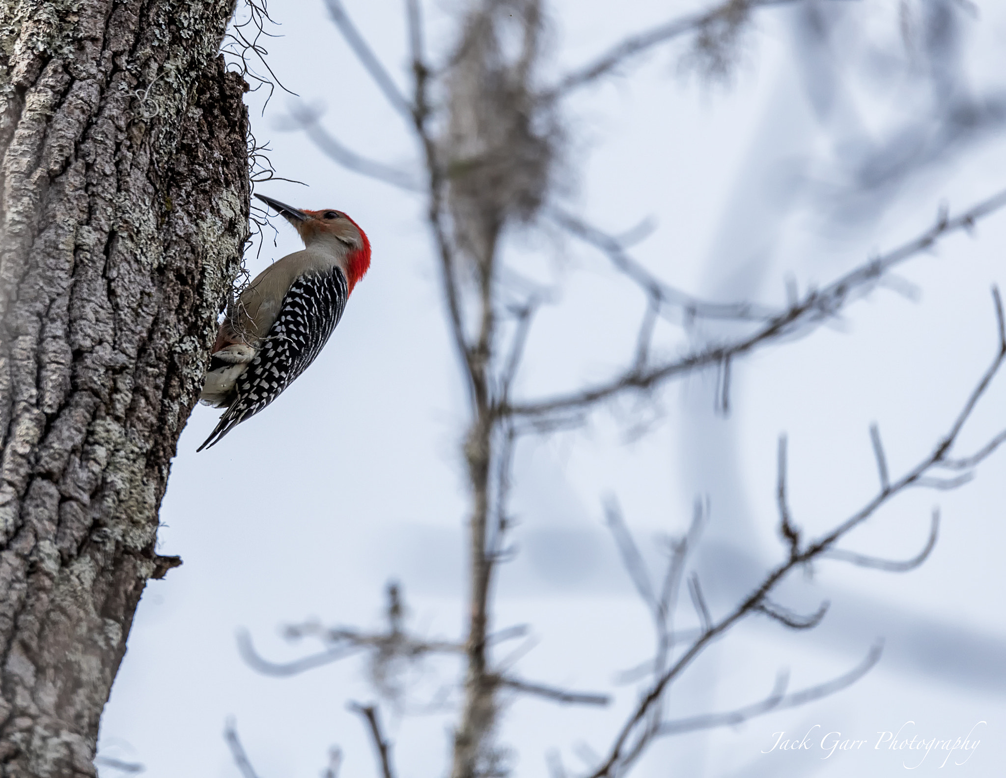 Canon EOS-1D X Mark II + 150-600mm F5-6.3 DG OS HSM | Sports 014 sample photo. Red-bellied woodpecker photography