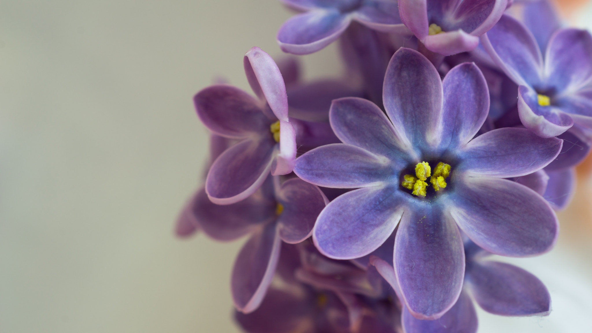 Sony SLT-A77 + Sony DT 30mm F2.8 Macro SAM sample photo. Lilac flower photography