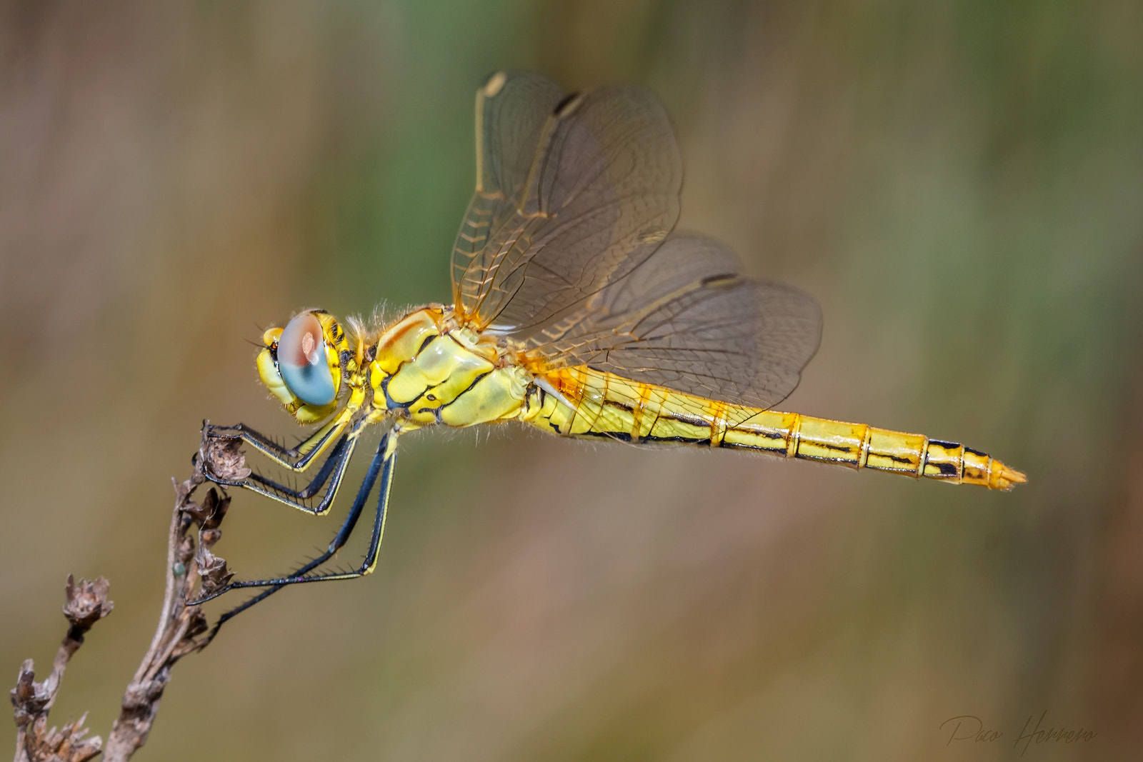 Canon EF 100mm F2.8 Macro USM sample photo. Calentando las alas photography