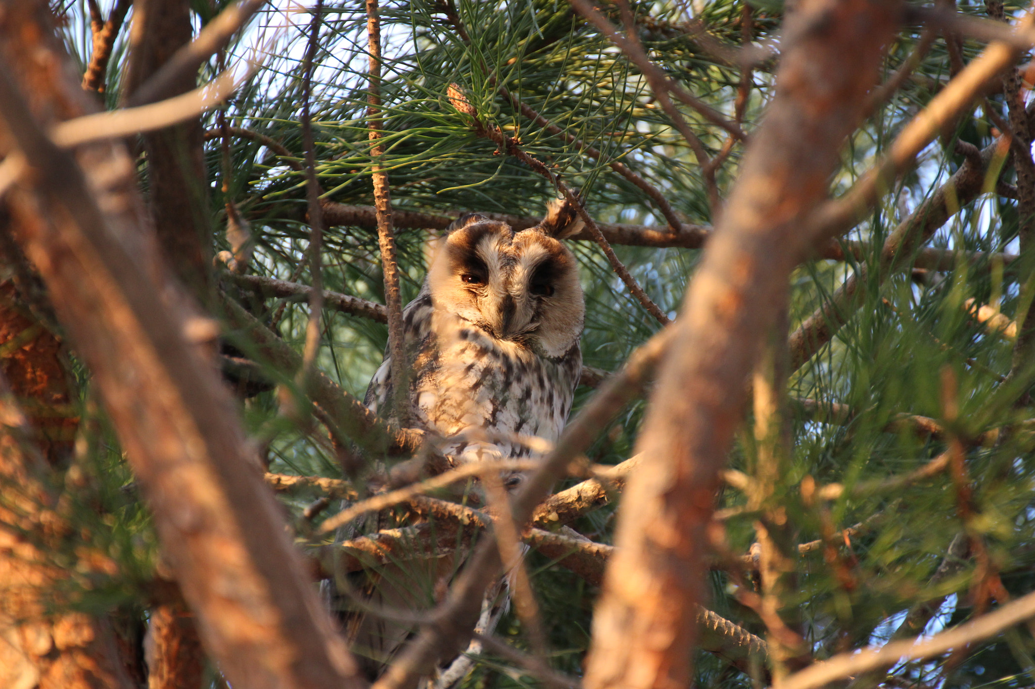 Tamron SP 35mm F1.8 Di VC USD sample photo. Eagle owl photography
