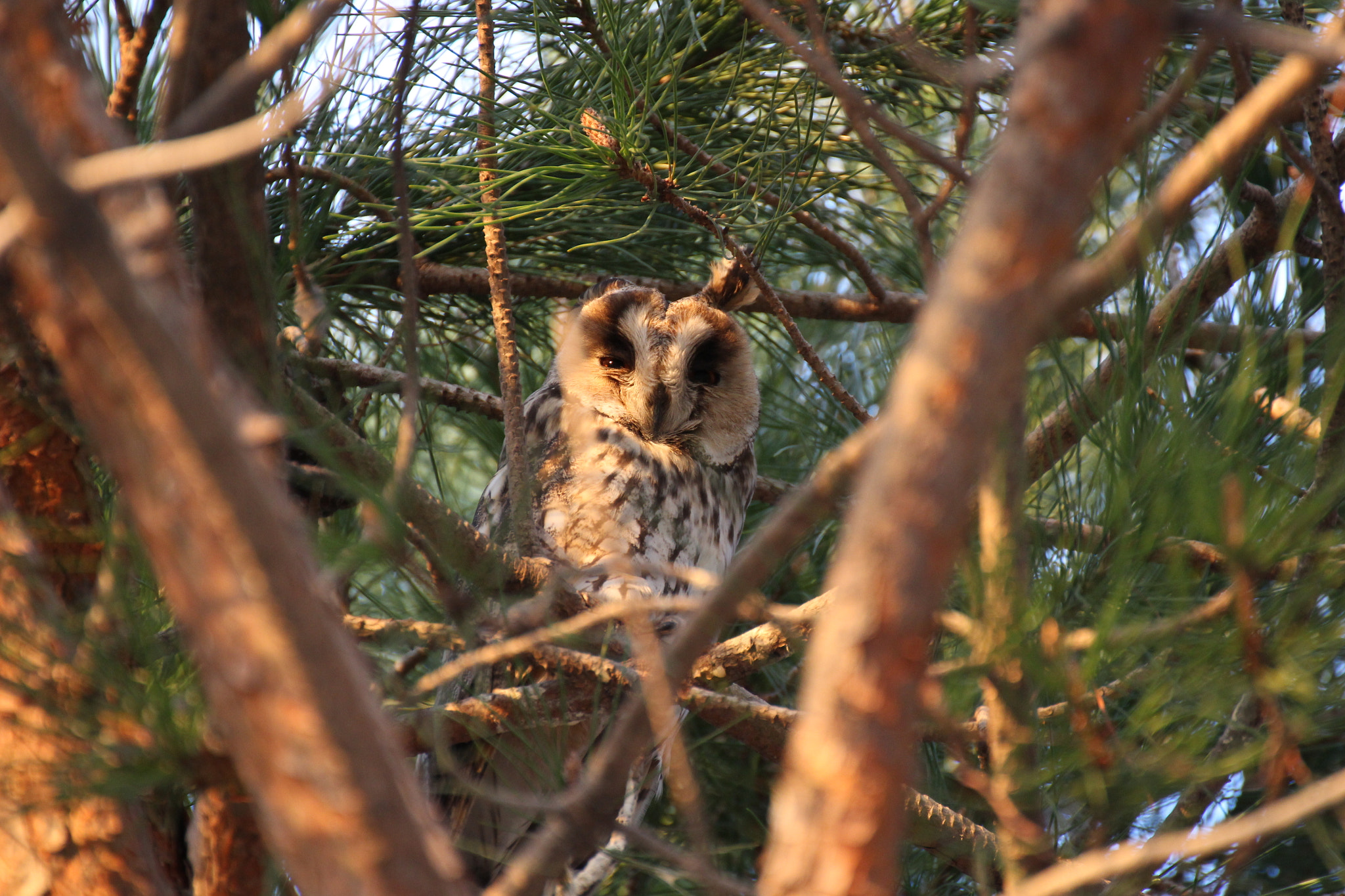 Canon EOS 100D (EOS Rebel SL1 / EOS Kiss X7) sample photo. Eagle owl photography