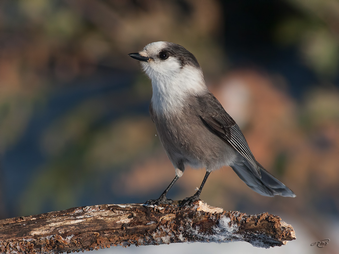 Canon EOS 40D + Canon EF 400mm F5.6L USM sample photo. Gray jay photography