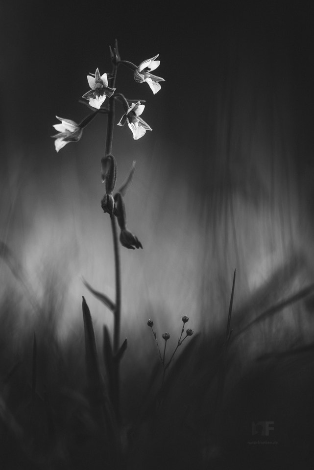 Nikon AF Micro-Nikkor 200mm F4D ED-IF sample photo. Marsh helleborine photography