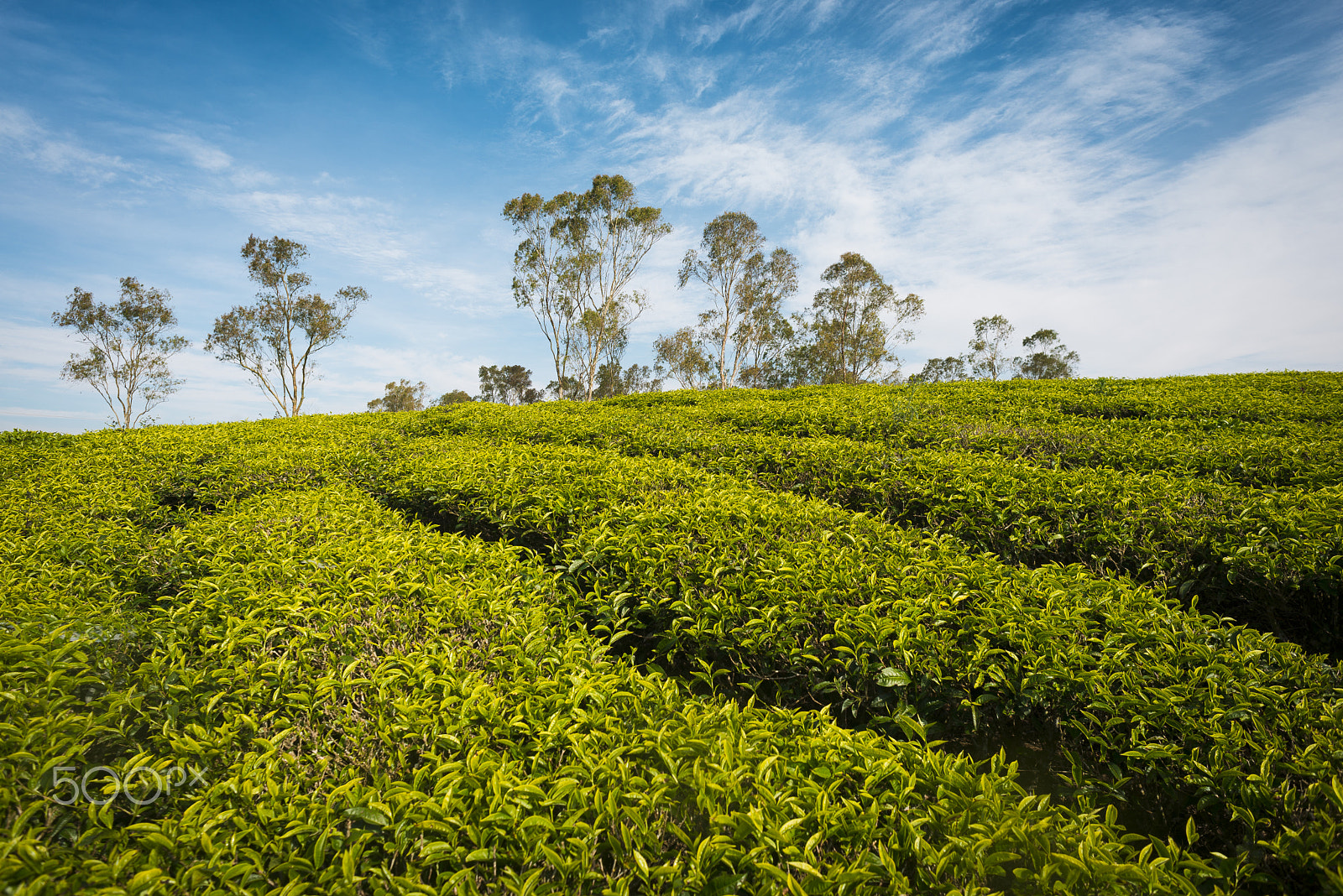 Nikon D610 + Nikon AF Nikkor 24mm F2.8D sample photo. Peaceful field in dalat photography